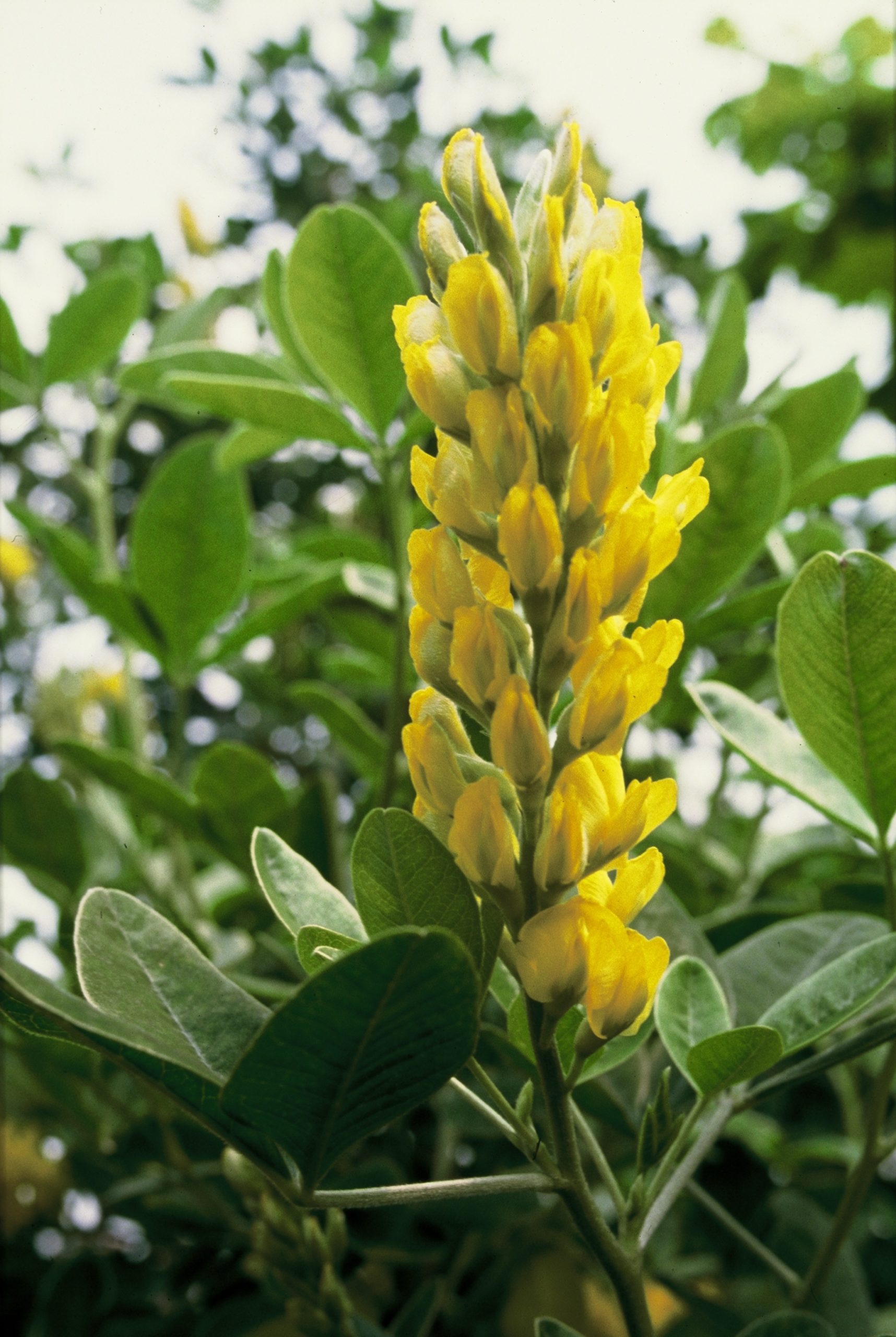 ARBATTAN Argyrocytisus battandieri - Image 1