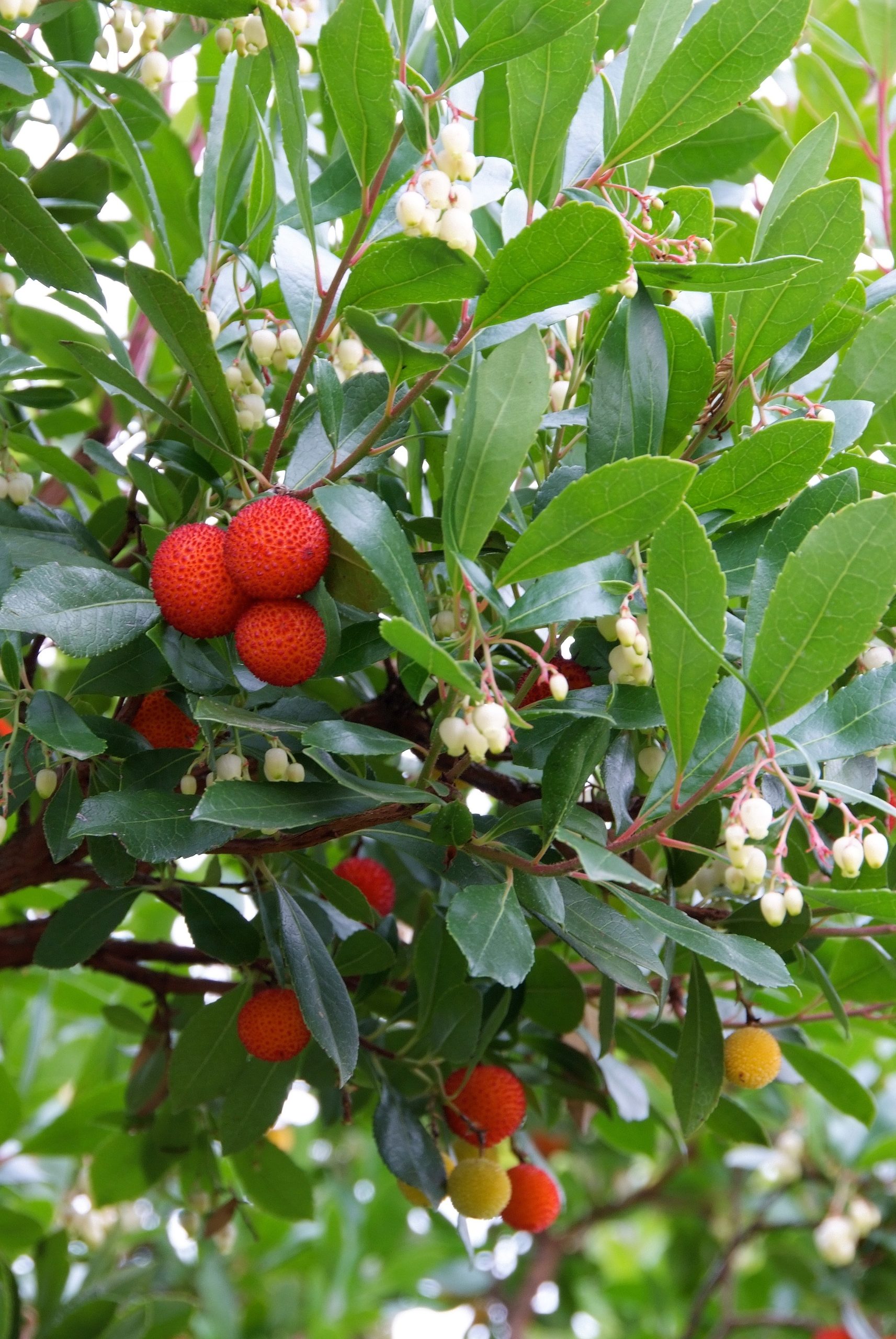 Arbutus unedo Arbutus unedo – Bild 1