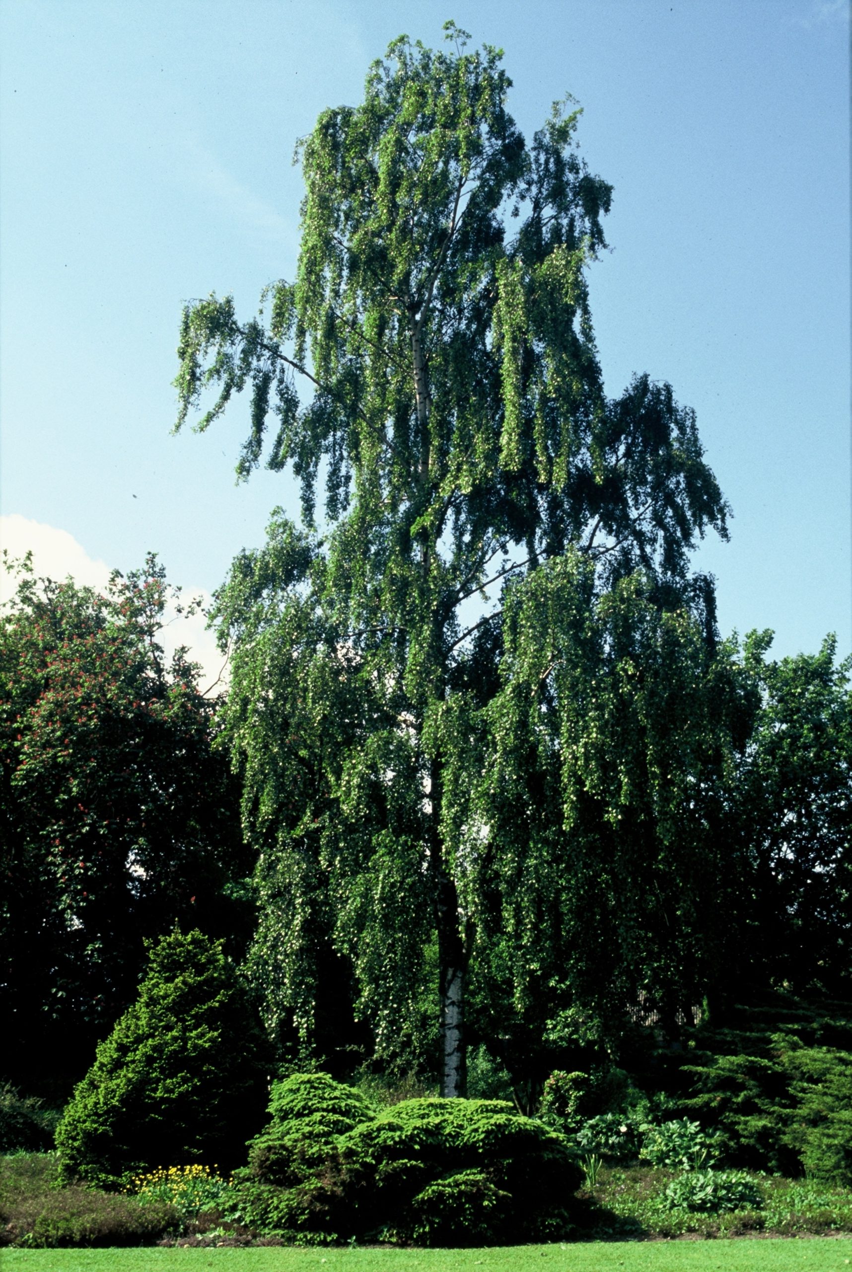 BEPTRIST Betula p. 'Tristis' – Image 1