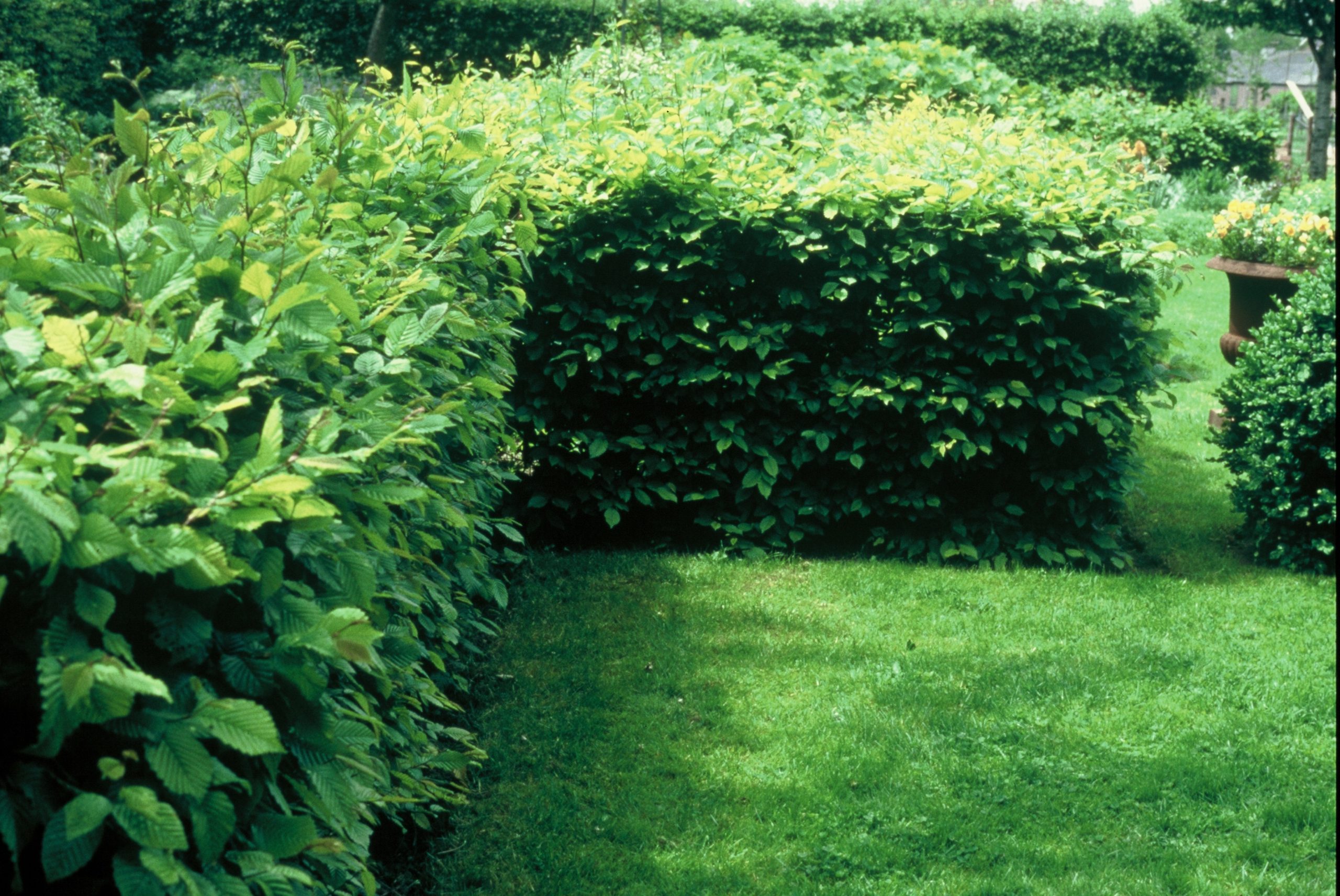 CABETULU Carpinus betulus - Afbeelding 1