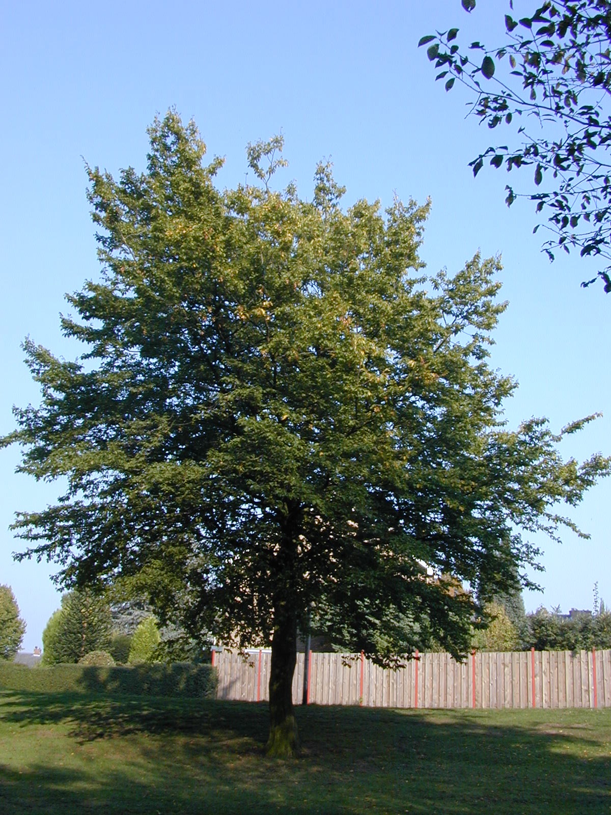 CABPURPU Carpinus bet. 'Purpurea' - Image 1