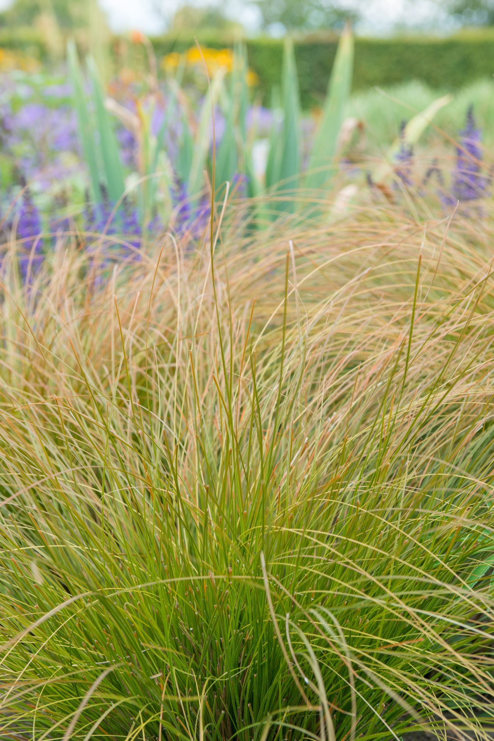 Perennials 2016 Carex comans 'Bronze Form' - Afbeelding 1