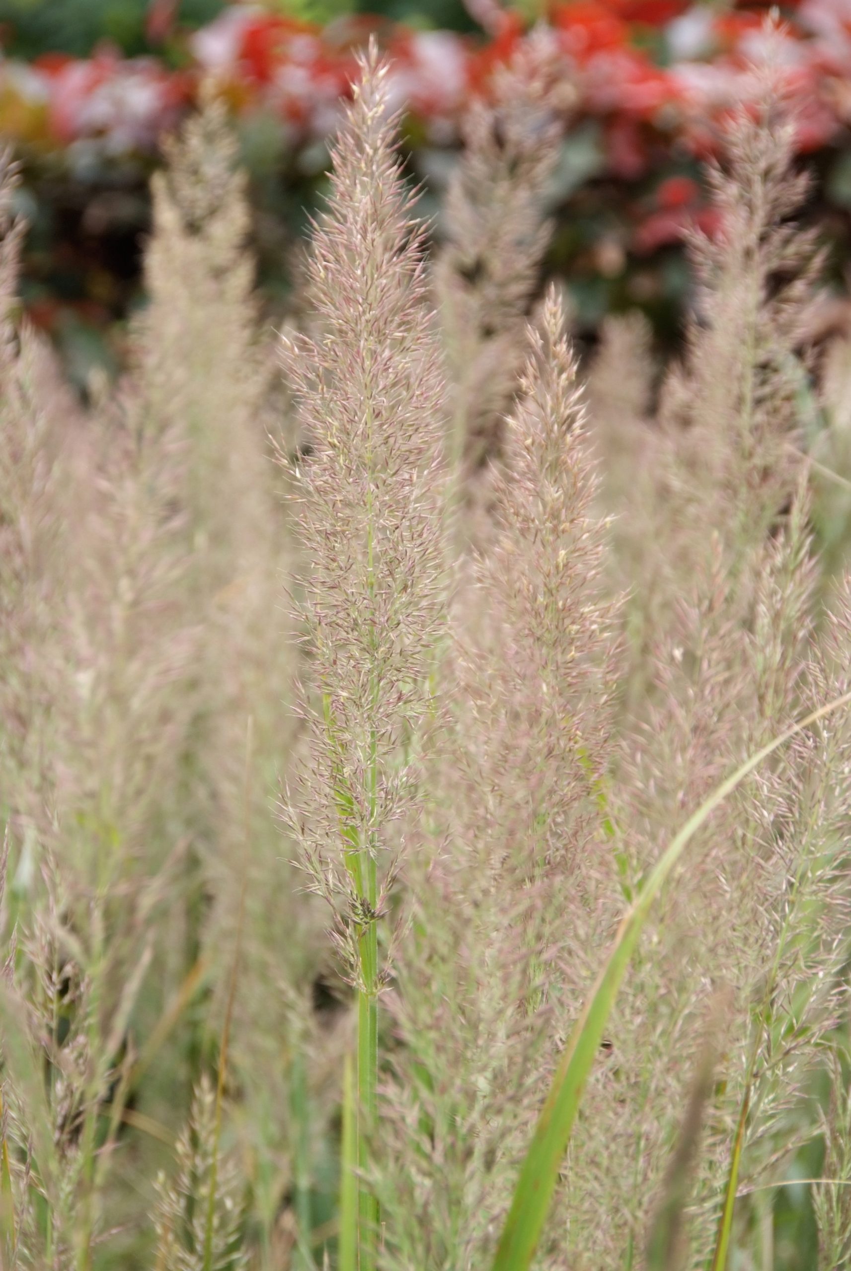 CALBRACH Calamagrostis brachytricha - Afbeelding 1