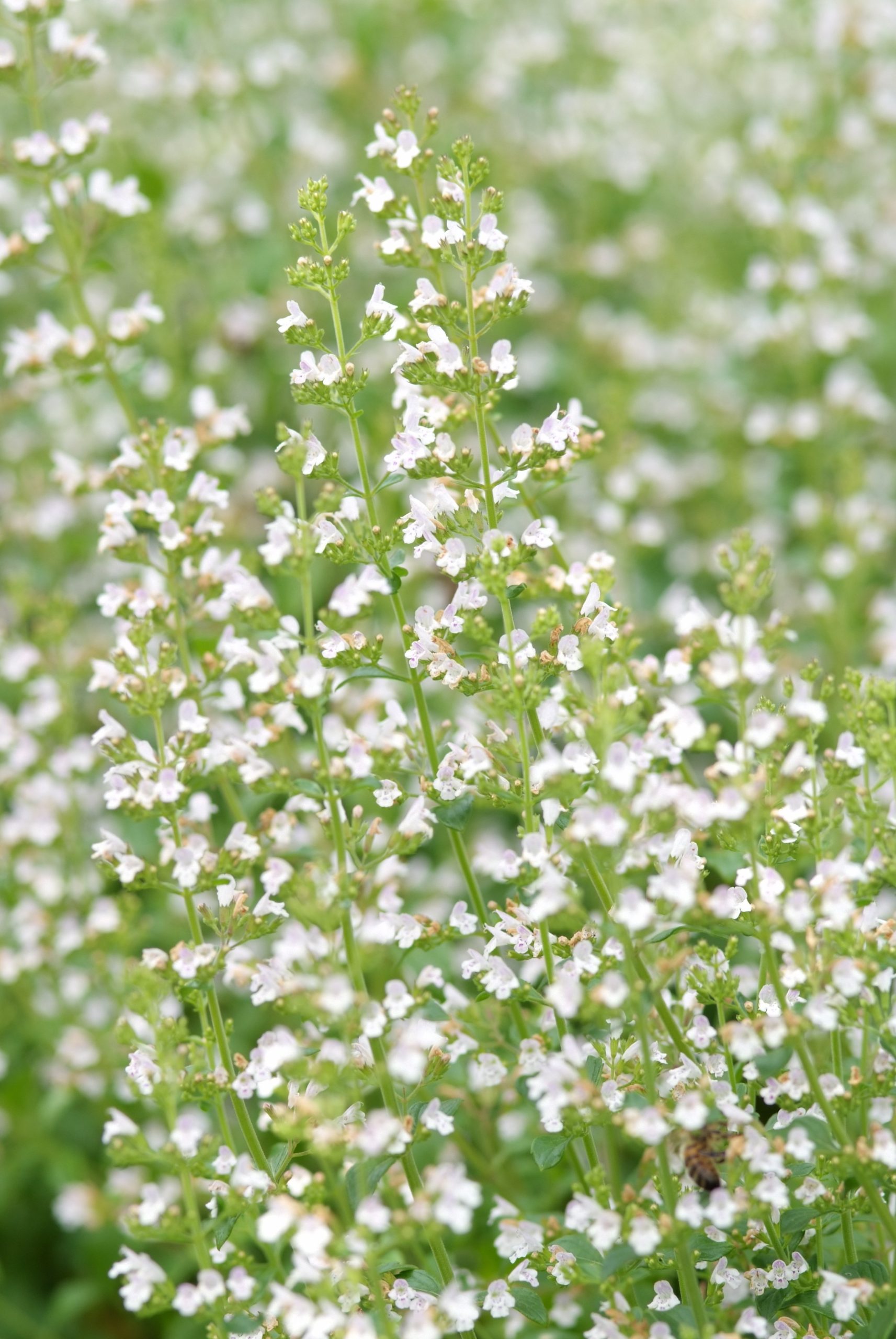 CANNEPET Calamintha n. nepeta - Afbeelding 1