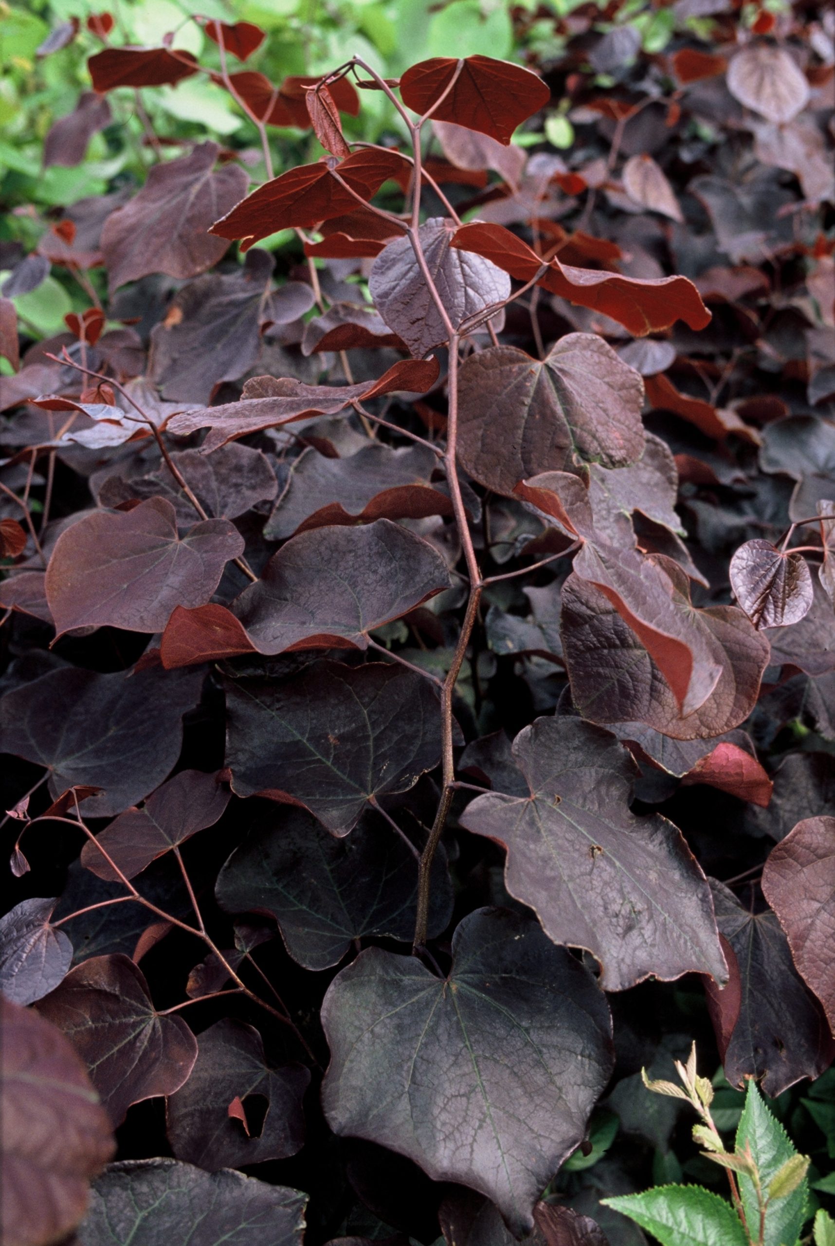 CECFPANS Cercis can. 'Forest Pansy' - Afbeelding 1