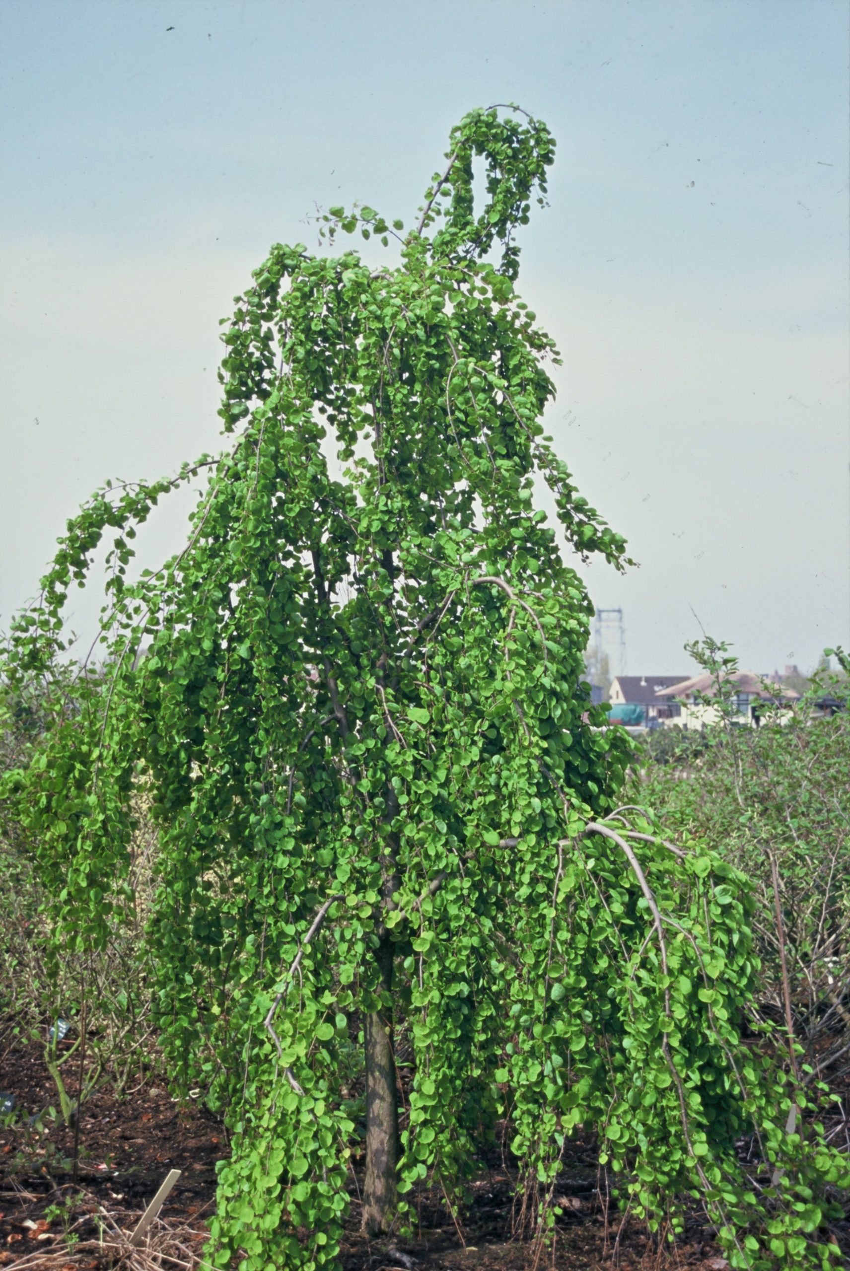 CEJPENDU Cercidiphyllum j. 'Pendulum' – Bild 1
