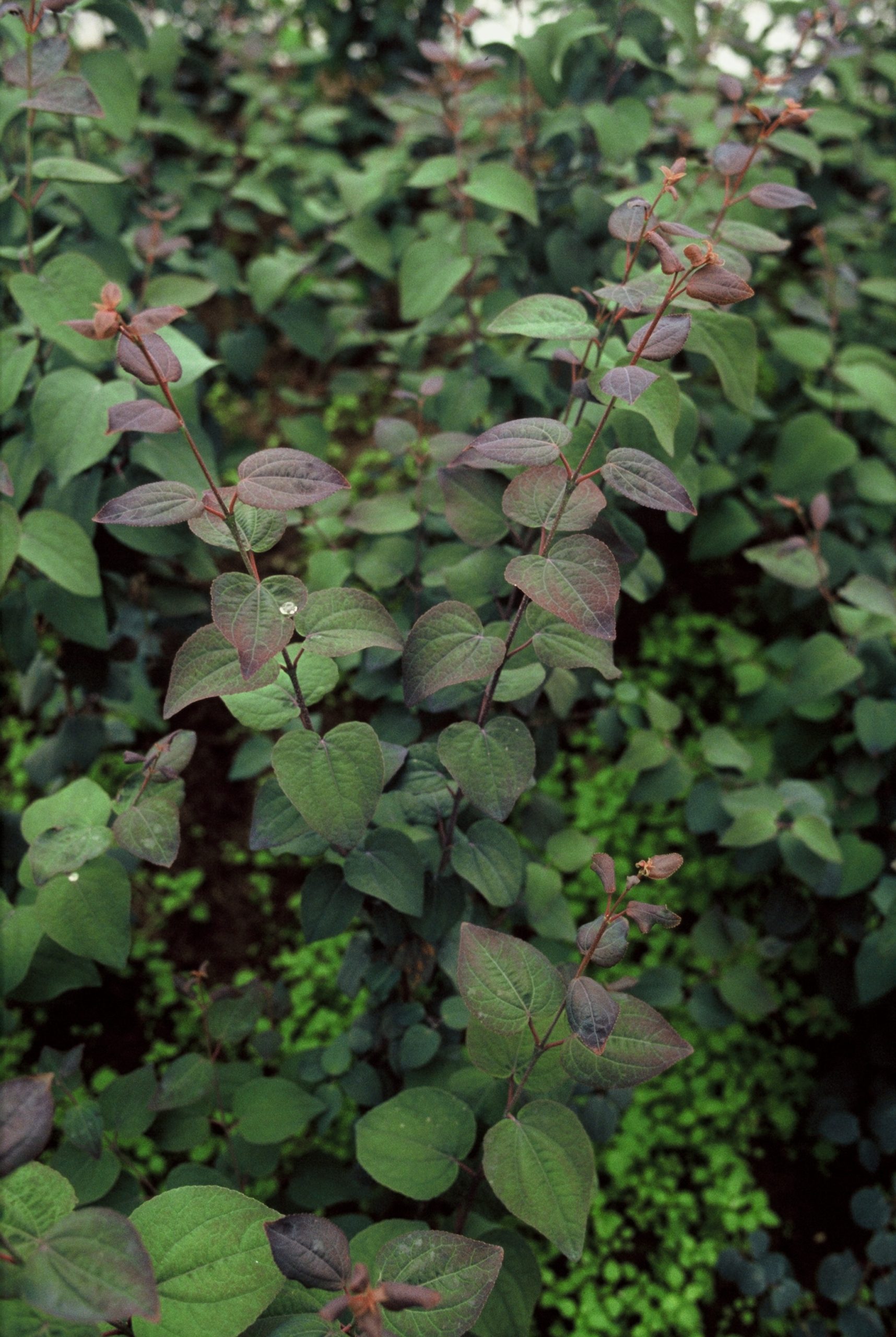 CEJROTFU Cercidiphyllum j. 'Rotfuchs' – Bild 1