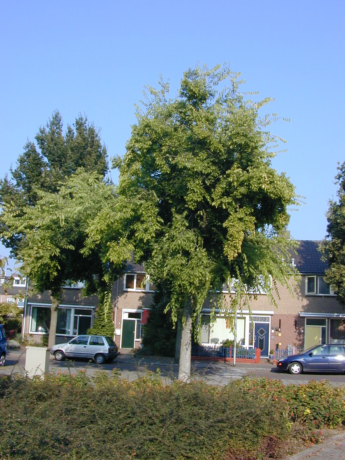 CEOCCIDE Celtis occidentalis - Afbeelding 1