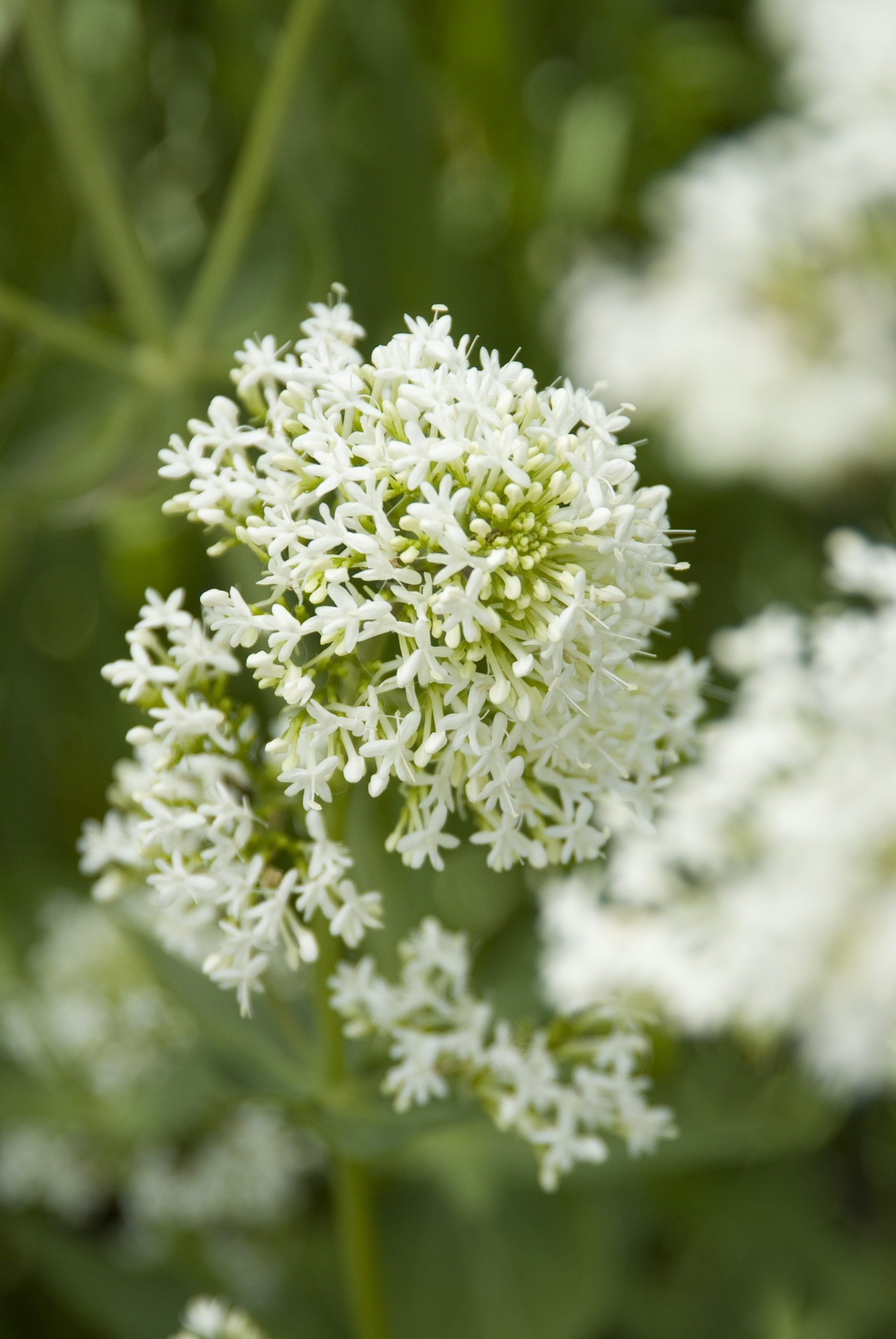 Centranthus ruber Albus Centranthus ruber 'Albus' - Image 1