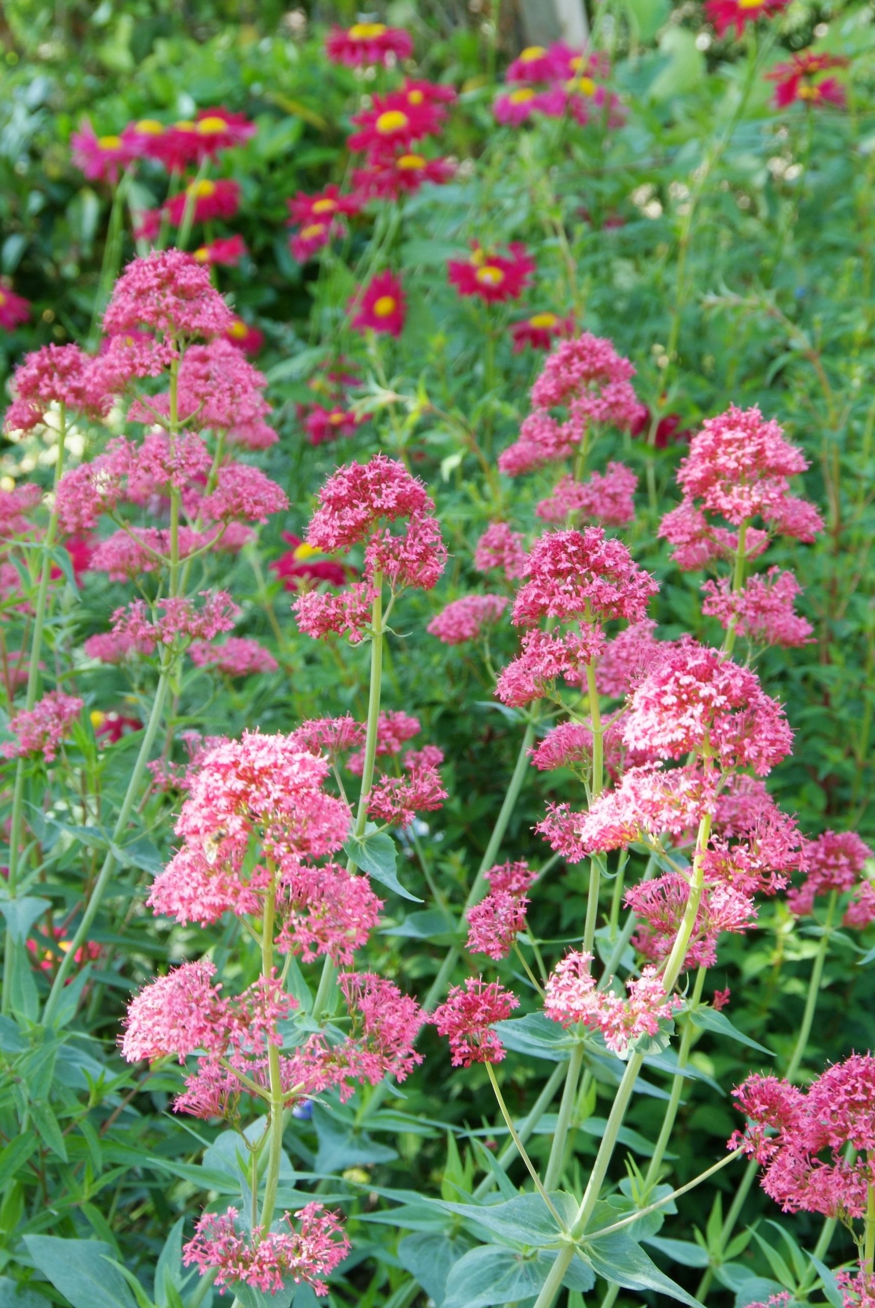 CERCOCCI Centranthus ruber 'Coccineus' - Image 1
