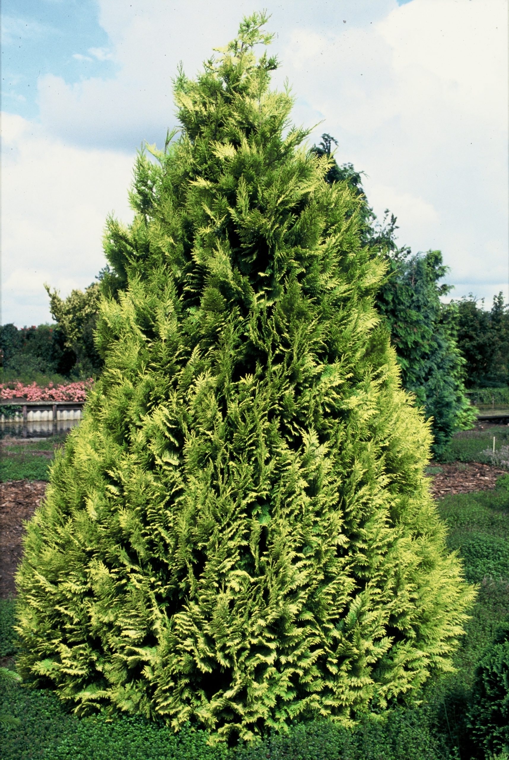 CHLIVONN Chamaecyparis l. 'Ivonne' – Bild 1