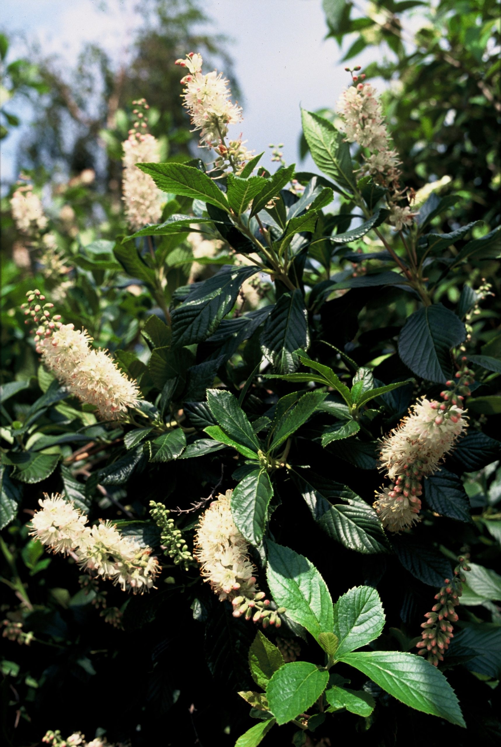 CLAPSPIR Clethra alnif. 'Pink Spire' - Image 1