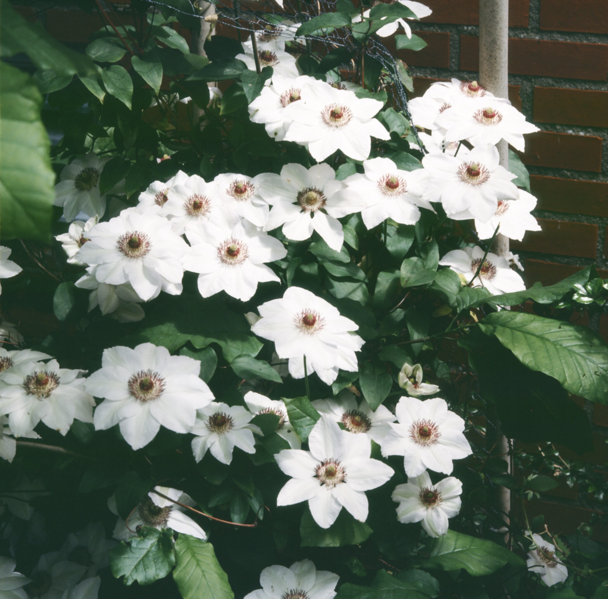 CLMBATEM Clematis 'Miss Bateman' - Afbeelding 1
