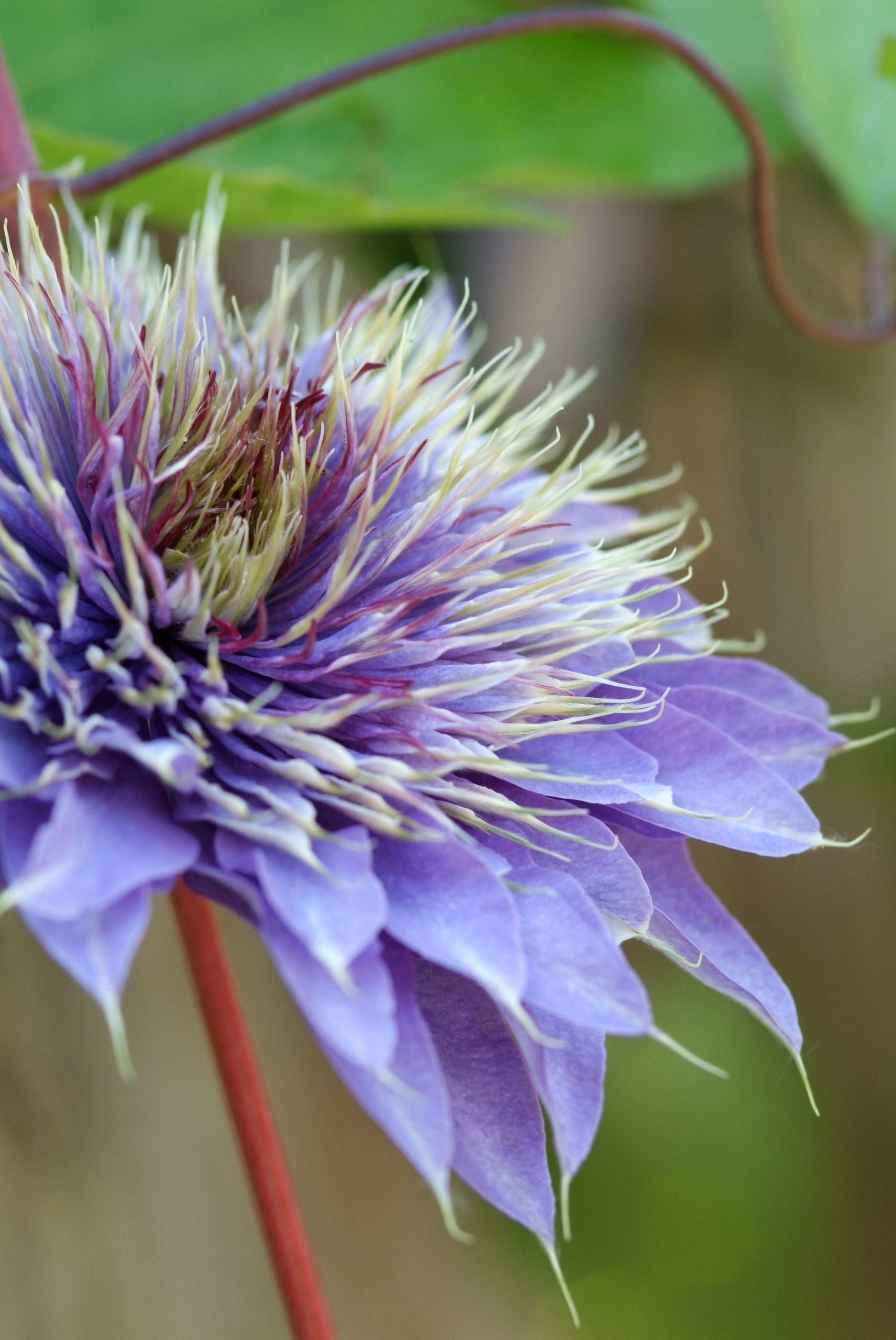 CLMBLUE Clematis 'Multi Blue' - Image 1