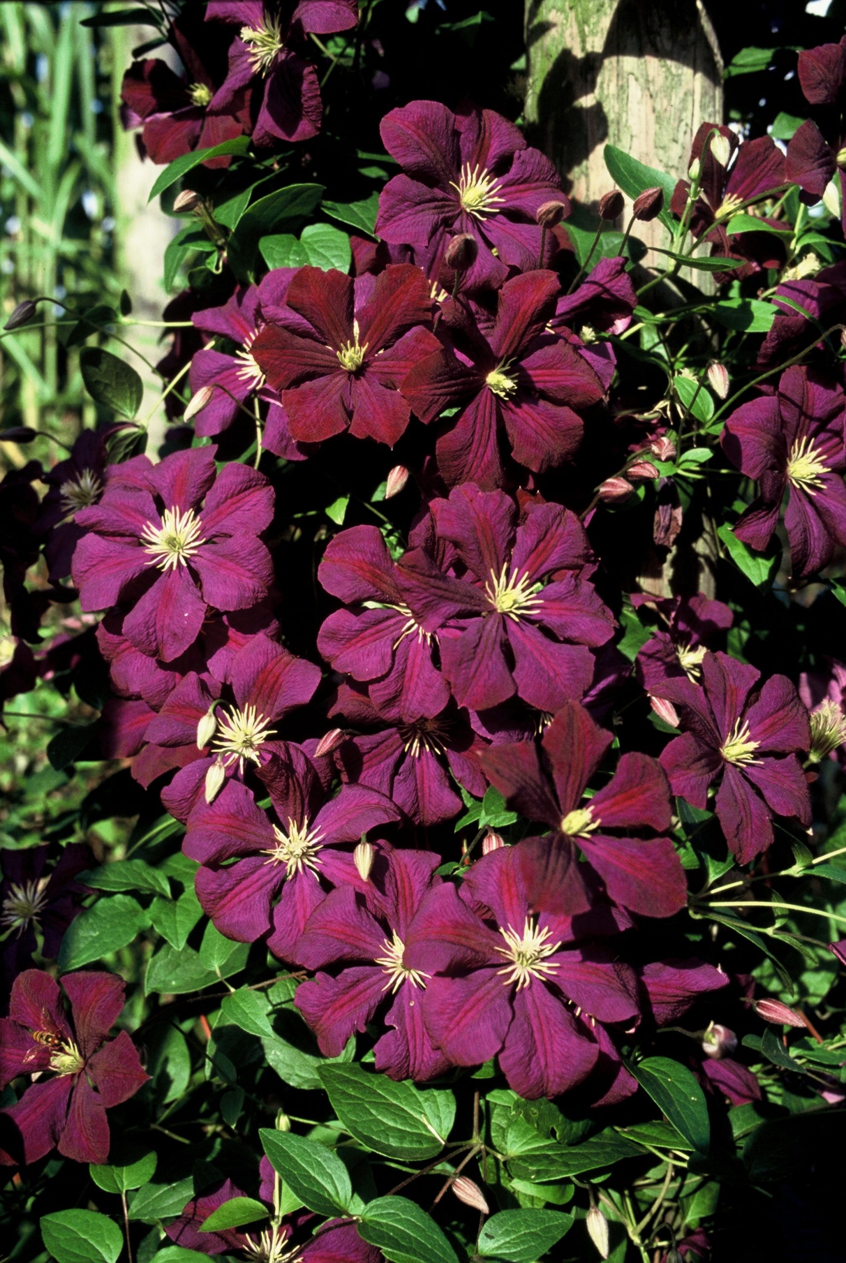 CLNIOBE Clematis 'Niobe' - Image 1