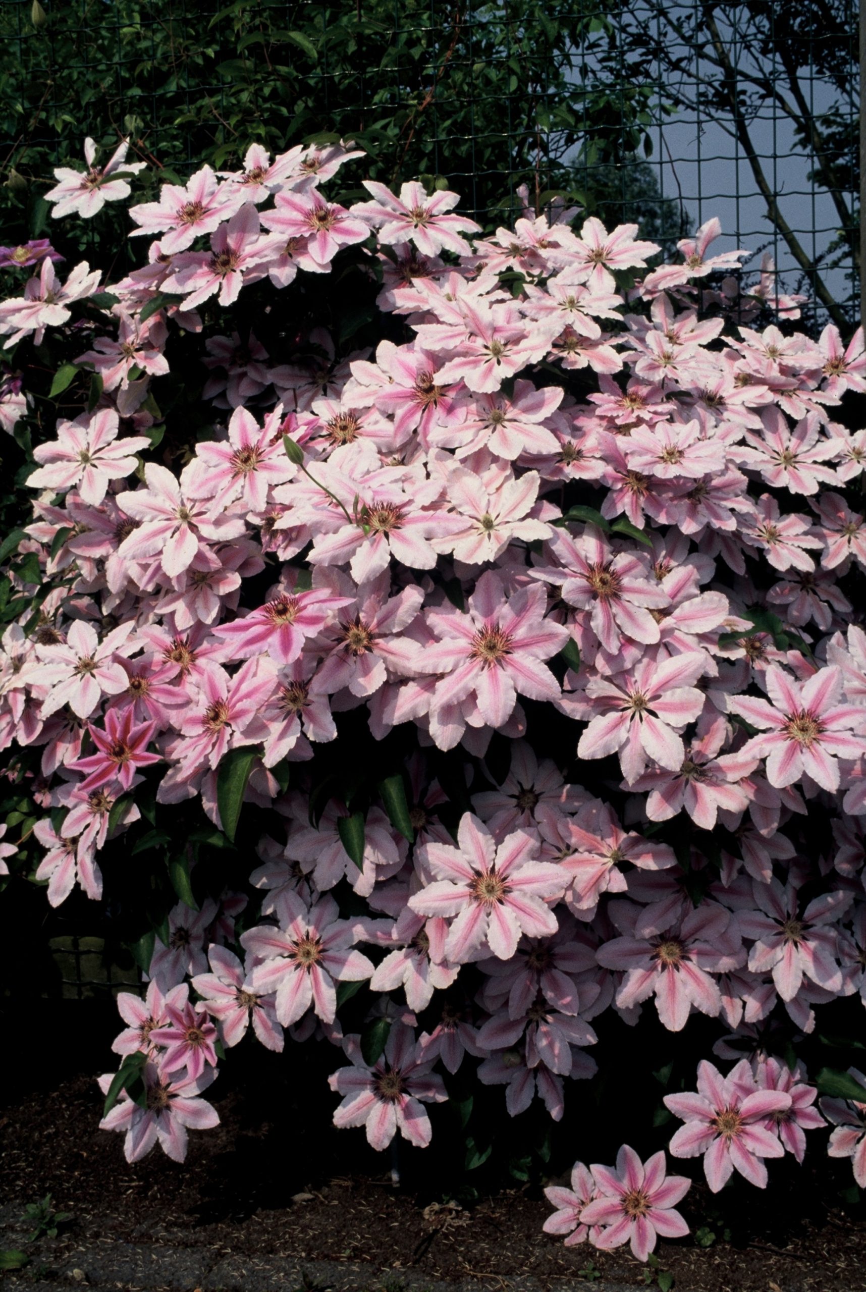 CLNMOSER Clematis 'Nelly Moser' - Image 1