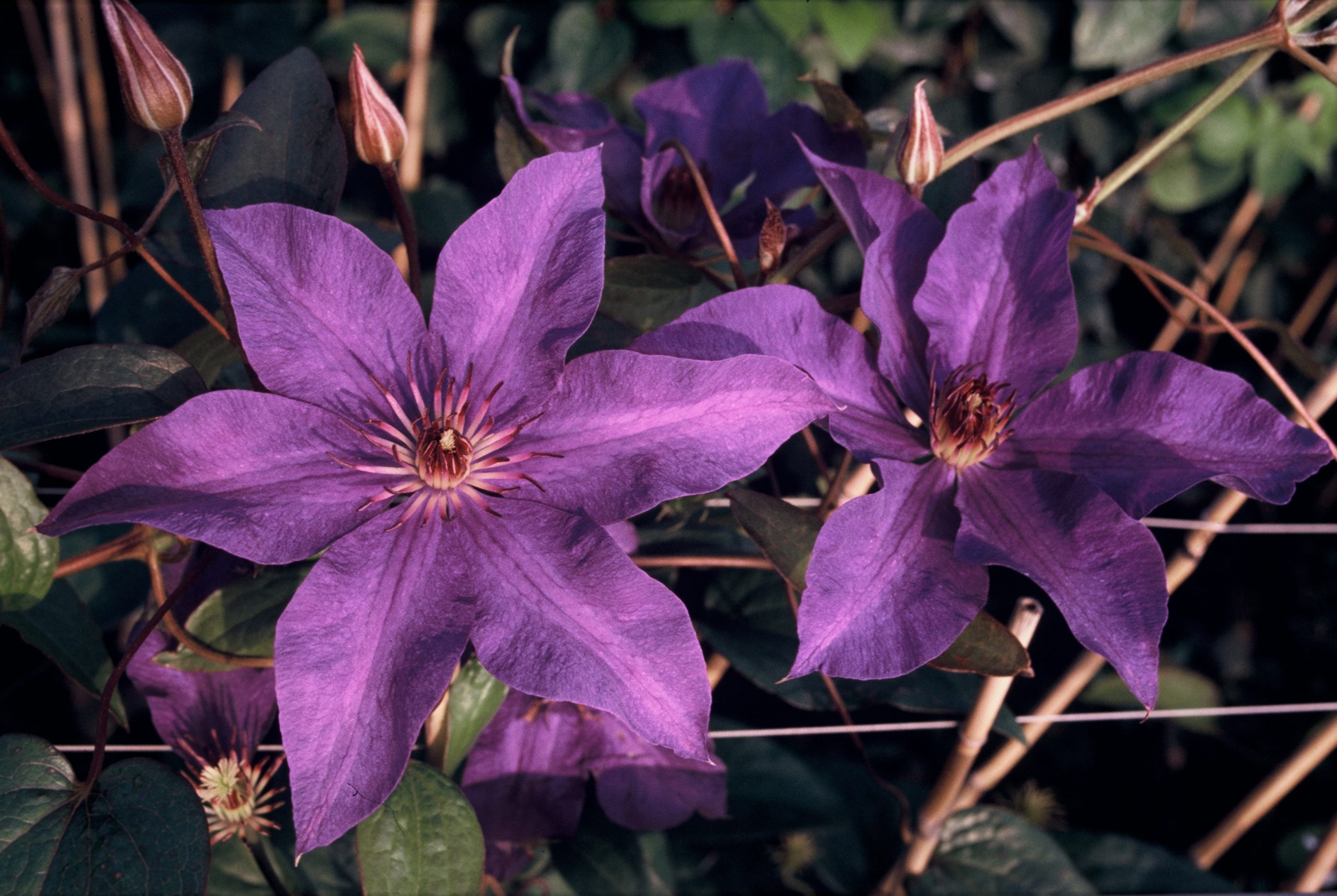 CLPRESID Clematis 'The President' – Bild 1