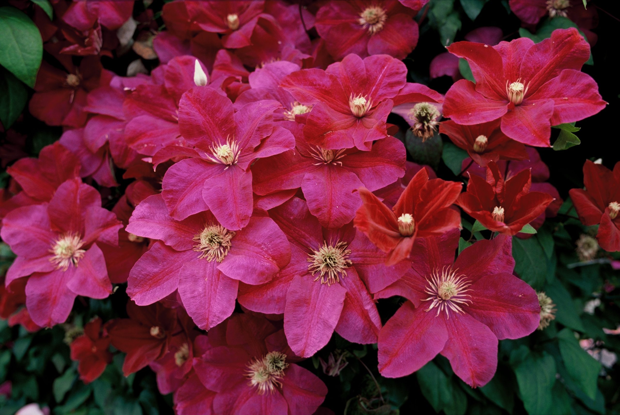CLRCARDI Clematis 'Rouge Cardinal' - Afbeelding 1