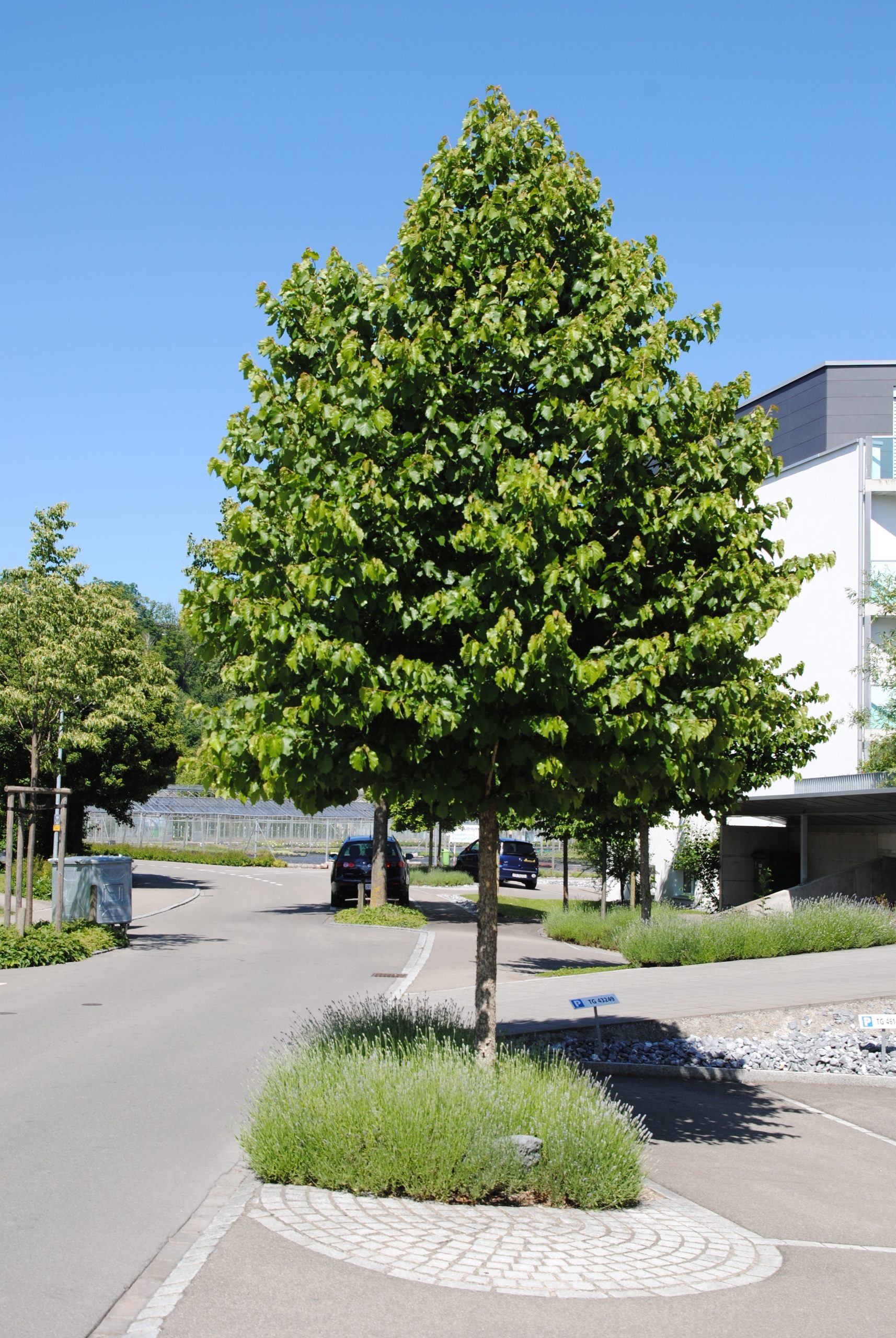 Green City & Landscape 2015 Corylus colurna – Bild 1