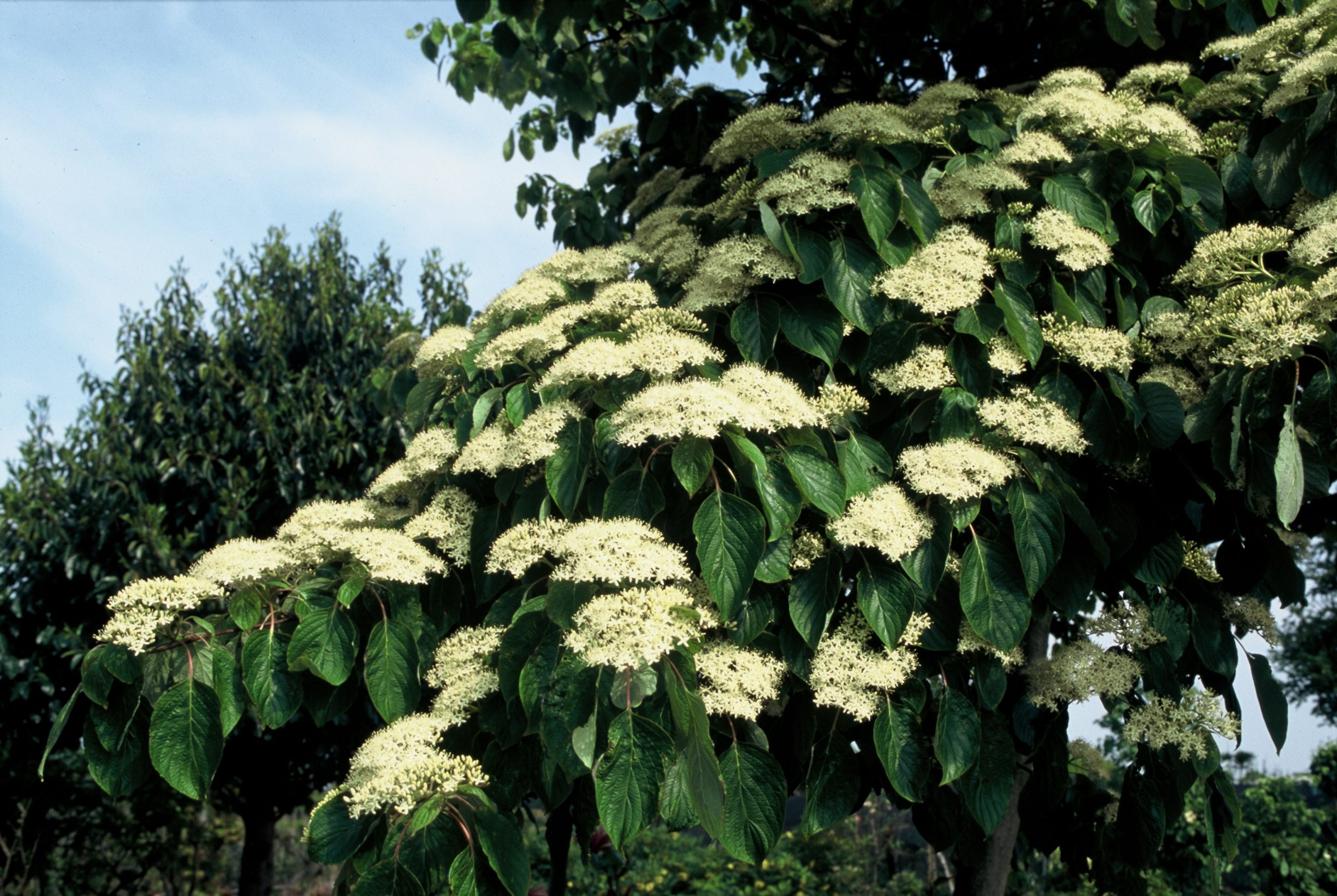 COCPAGOD Cornus controversa 'Pagoda' - Afbeelding 1