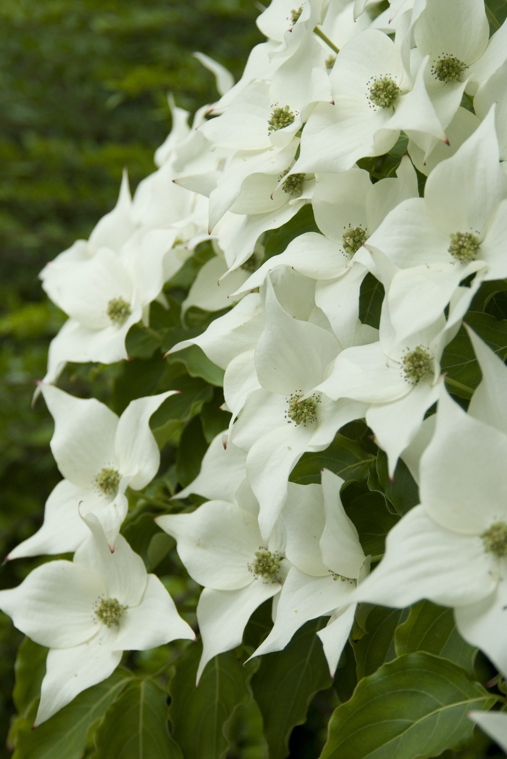 Cornus kousa Milky Way Cornus k. 'Milky Way' - Afbeelding 1