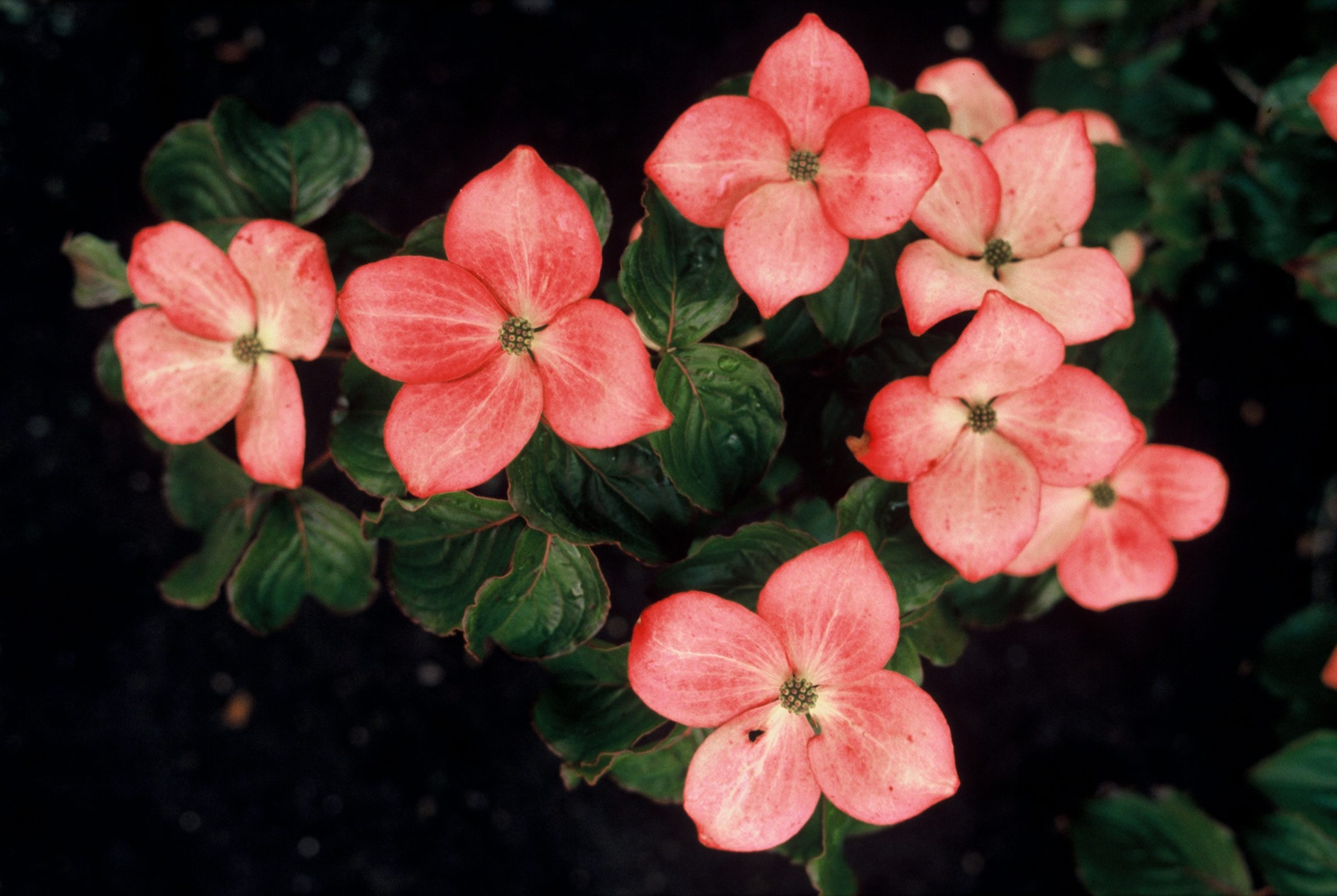 COKSATOM Cornus k. 'Satomi' – Image 1