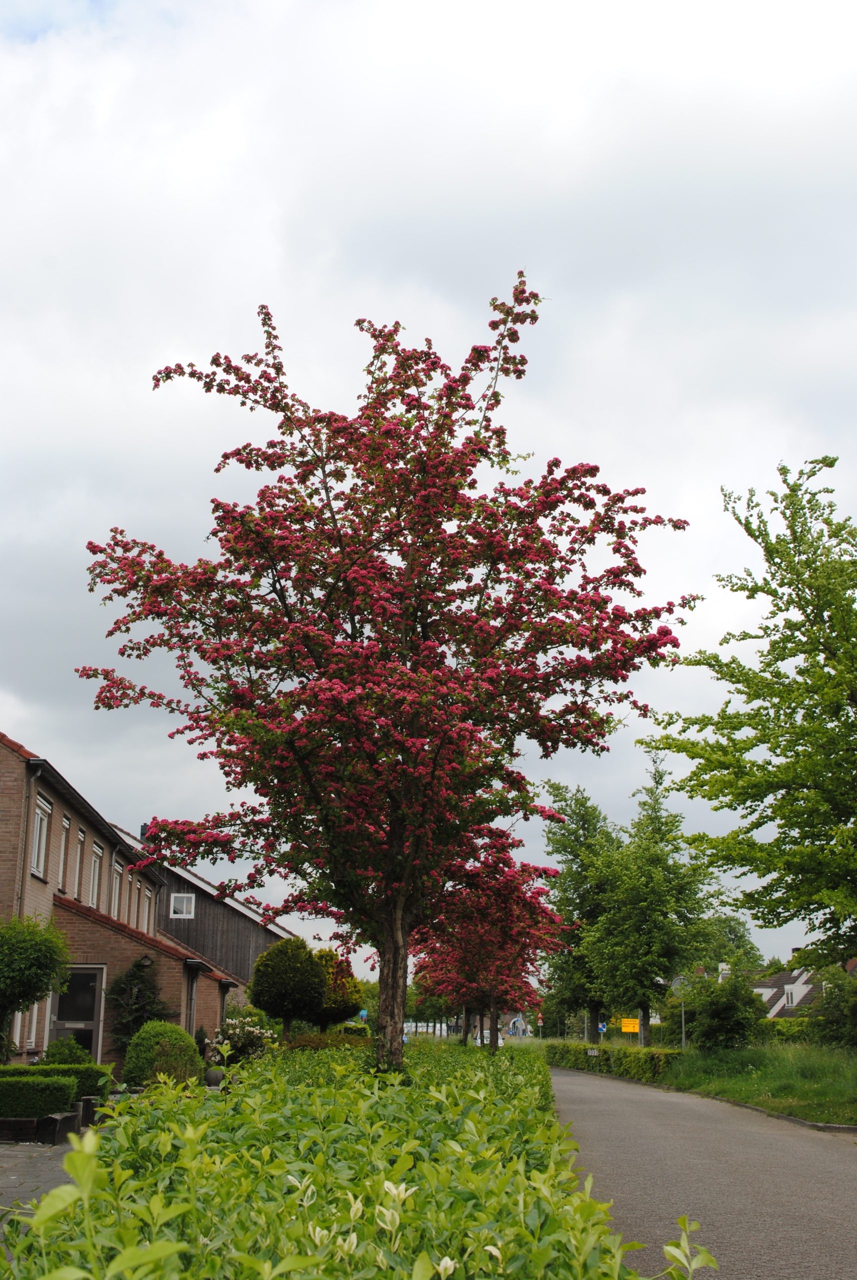 Green City & Landscape 2015 Crataegus media 'Paul's Scarlet' - Afbeelding 1