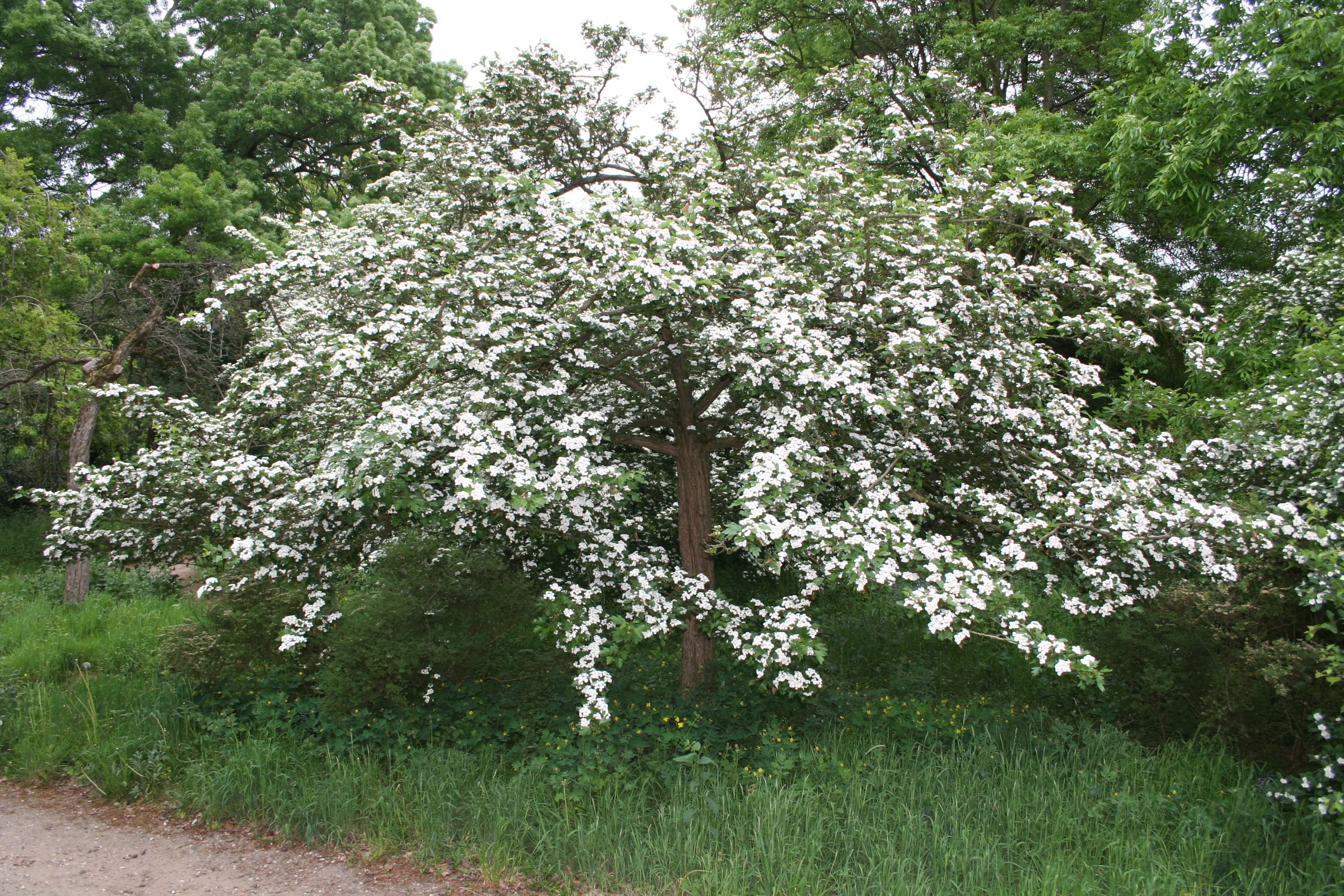 CRMTOBA Crataegus mordenensis 'Toba' - Afbeelding 1