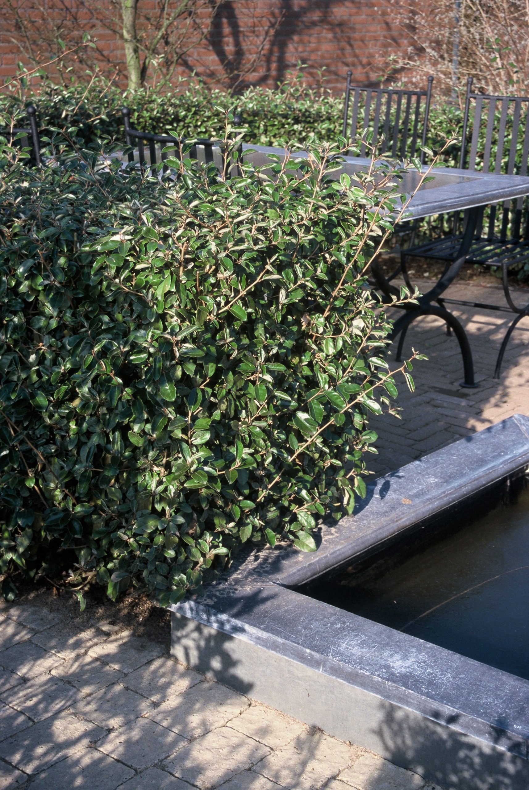 ELEBBING Elaeagnus ebbingei – Image 1