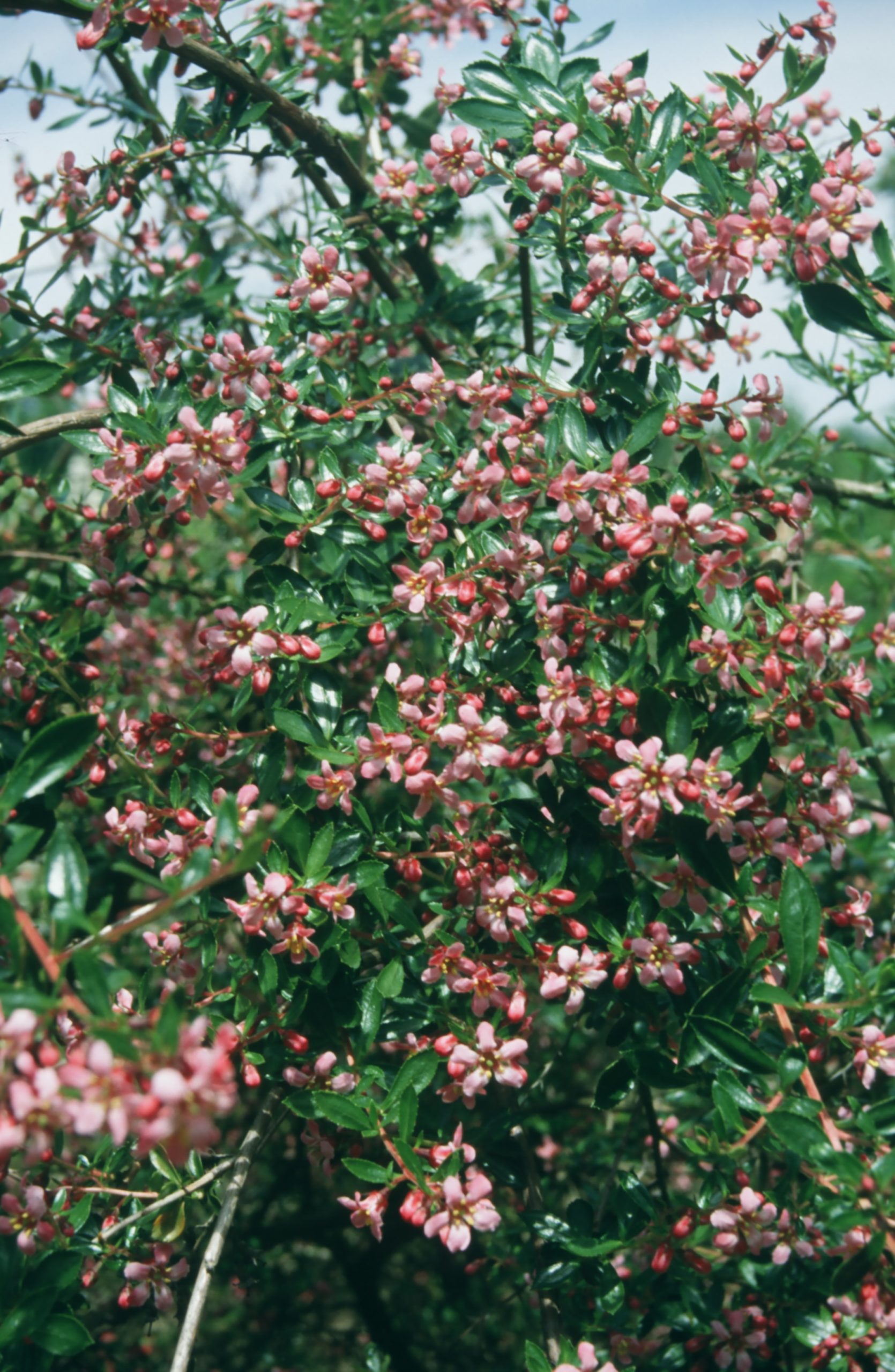 ESDSEEDL Escallonia 'Donard Seedling' – Bild 1