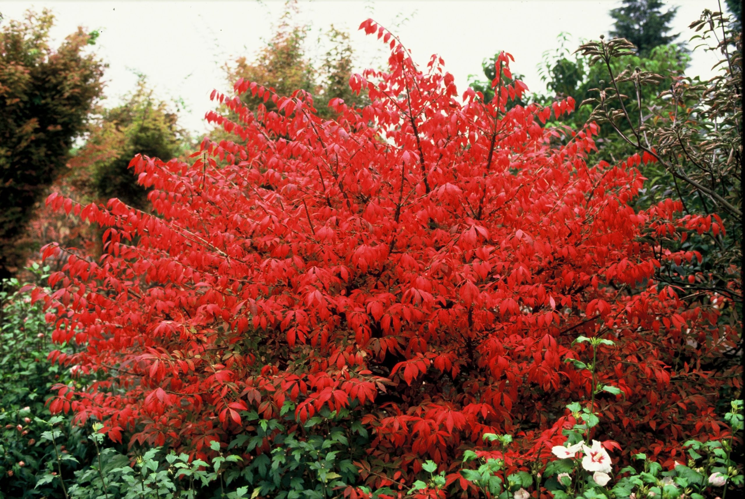 EUALATUS Euonymus alatus - Afbeelding 1