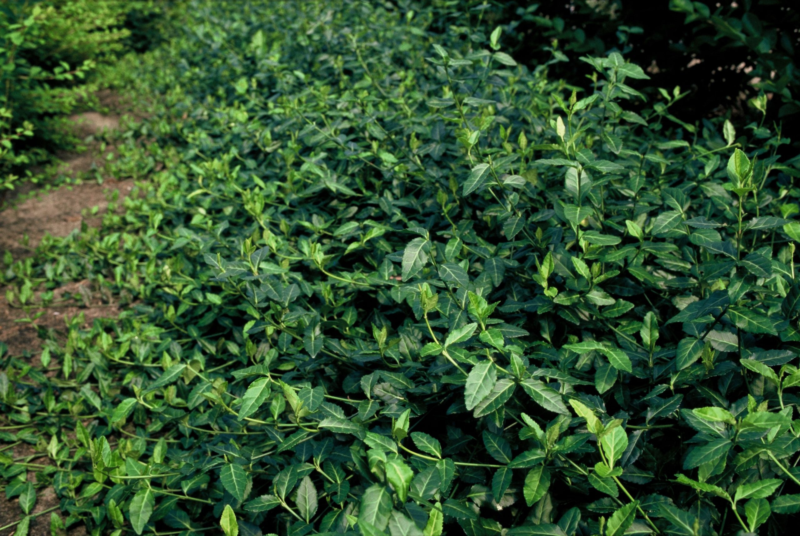 EUFDBLAN Euonymus fort. 'Dart's Blanket' – Bild 1