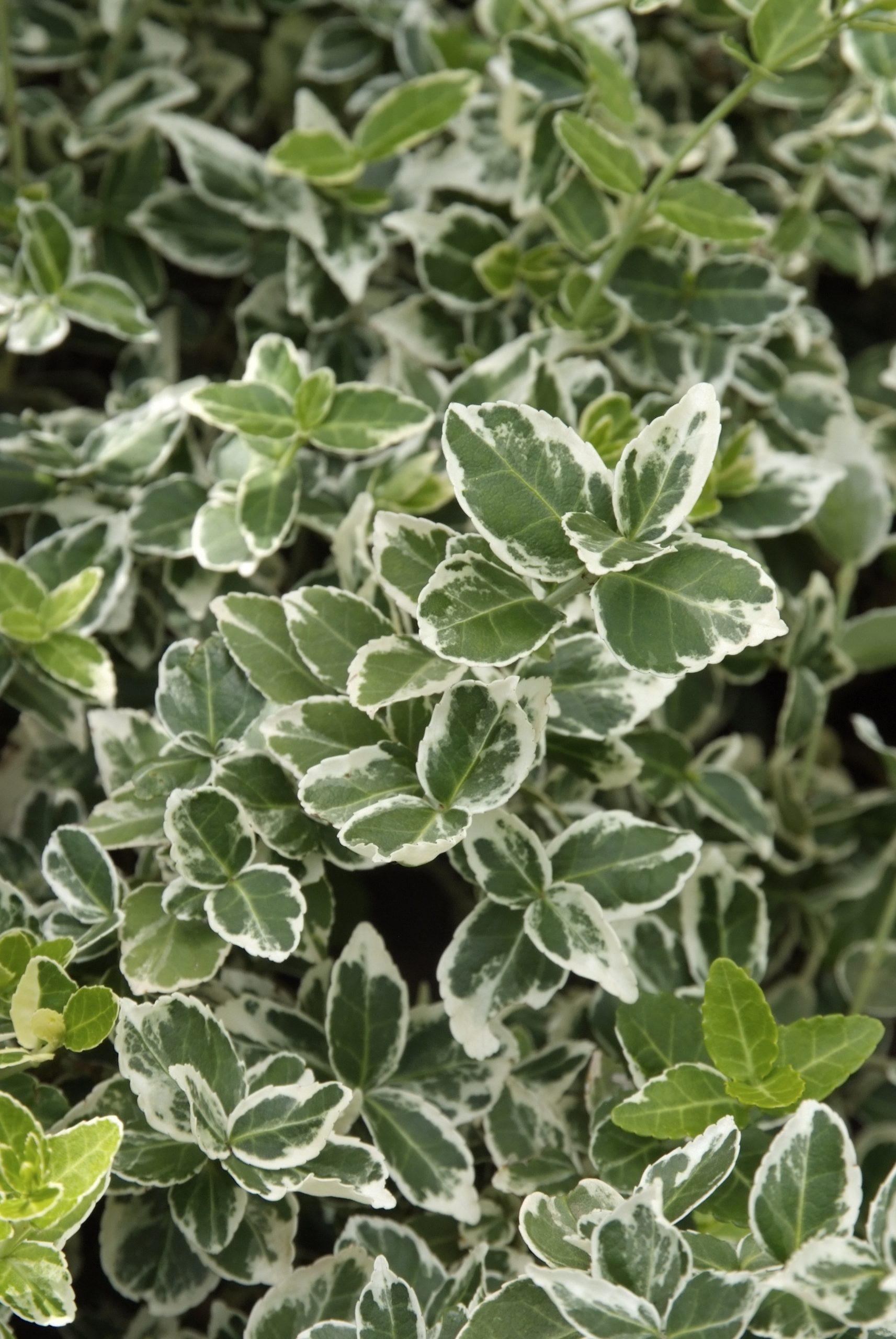 Euonymus fortunei Emerald Gaiety Euonymus fort. 'Emerald Gaiety' - Afbeelding 1