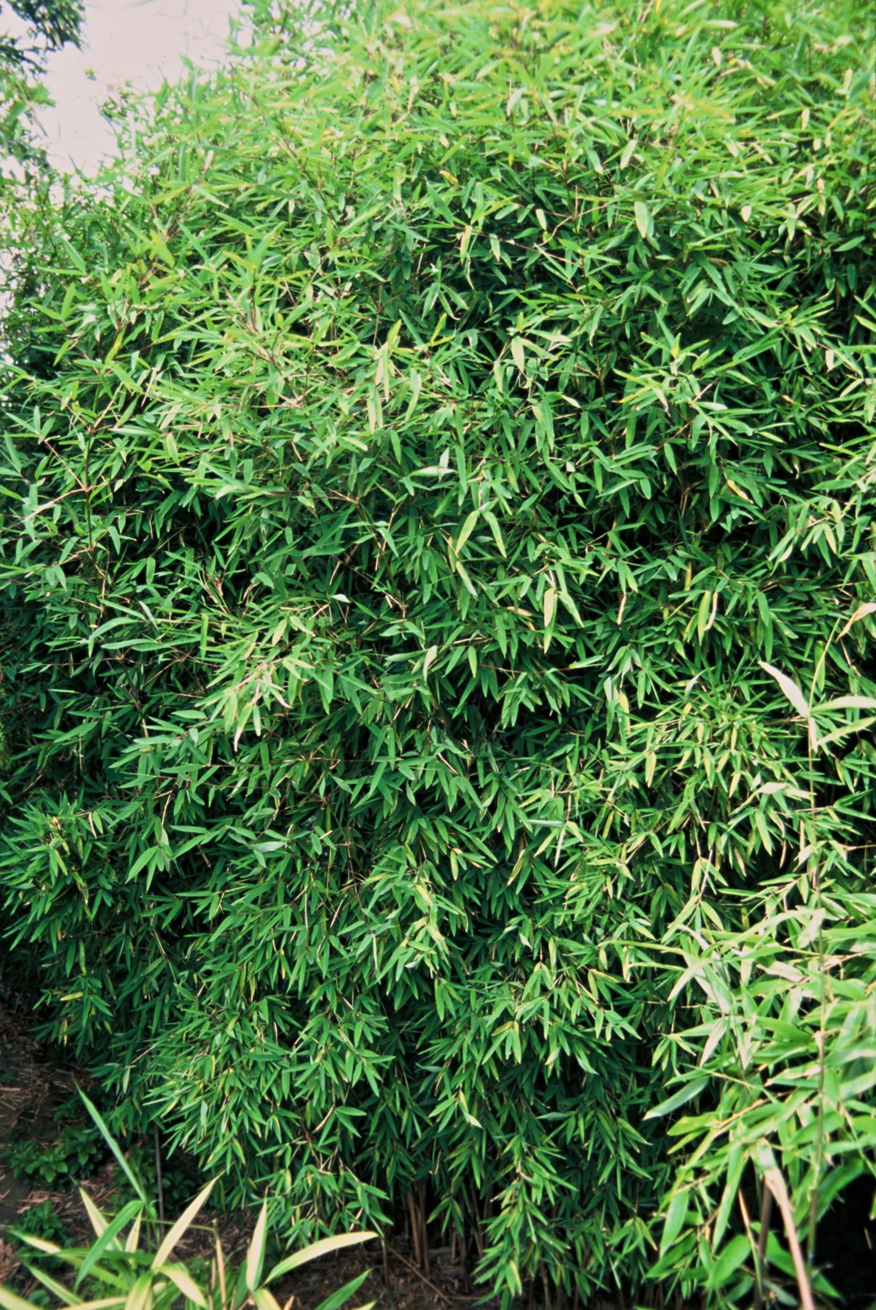 FANITIDA Fargesia nitida - Afbeelding 1