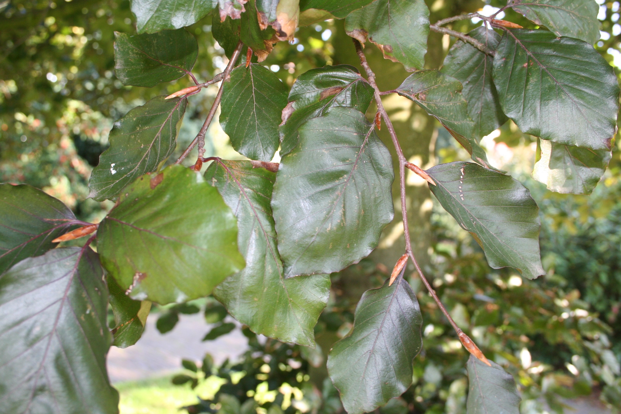 FASRIVER Fagus syl. 'Riversii' – Image 1