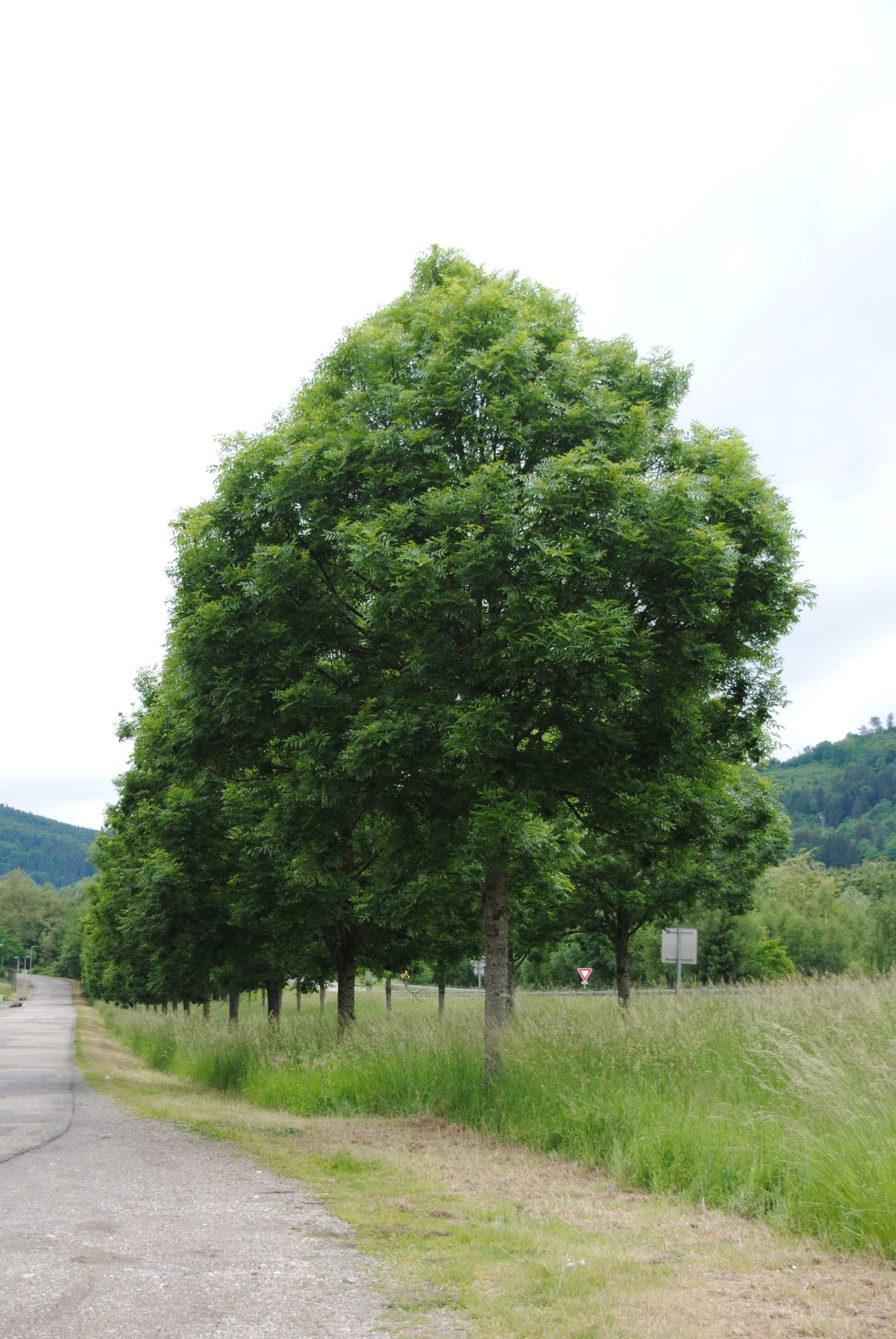 Green City & Landscape 2015 Fraxinus exc. 'Westhof's Glorie' – Image 1