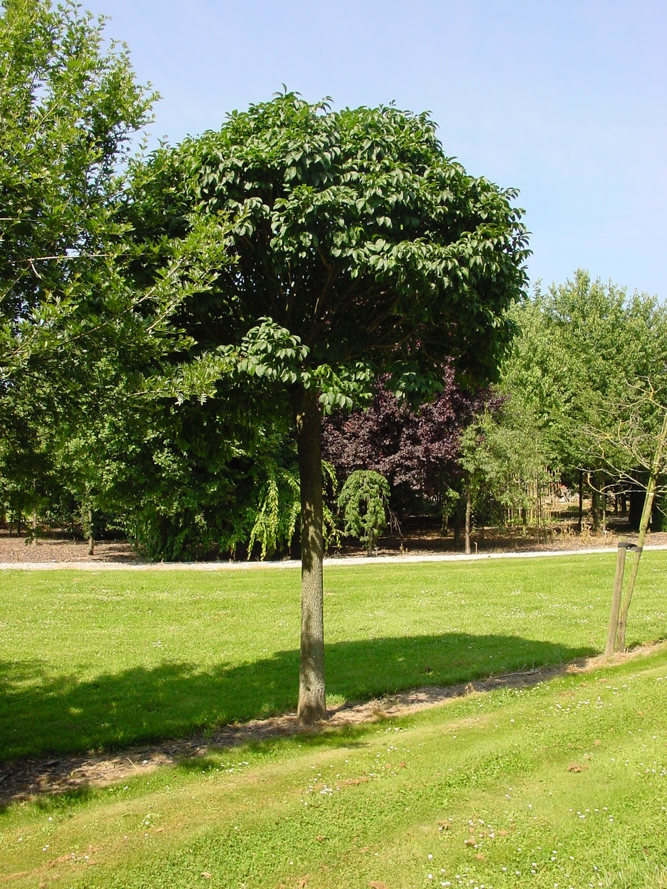 FROMECSE Fraxinus o. 'Mecsek' - Image 1