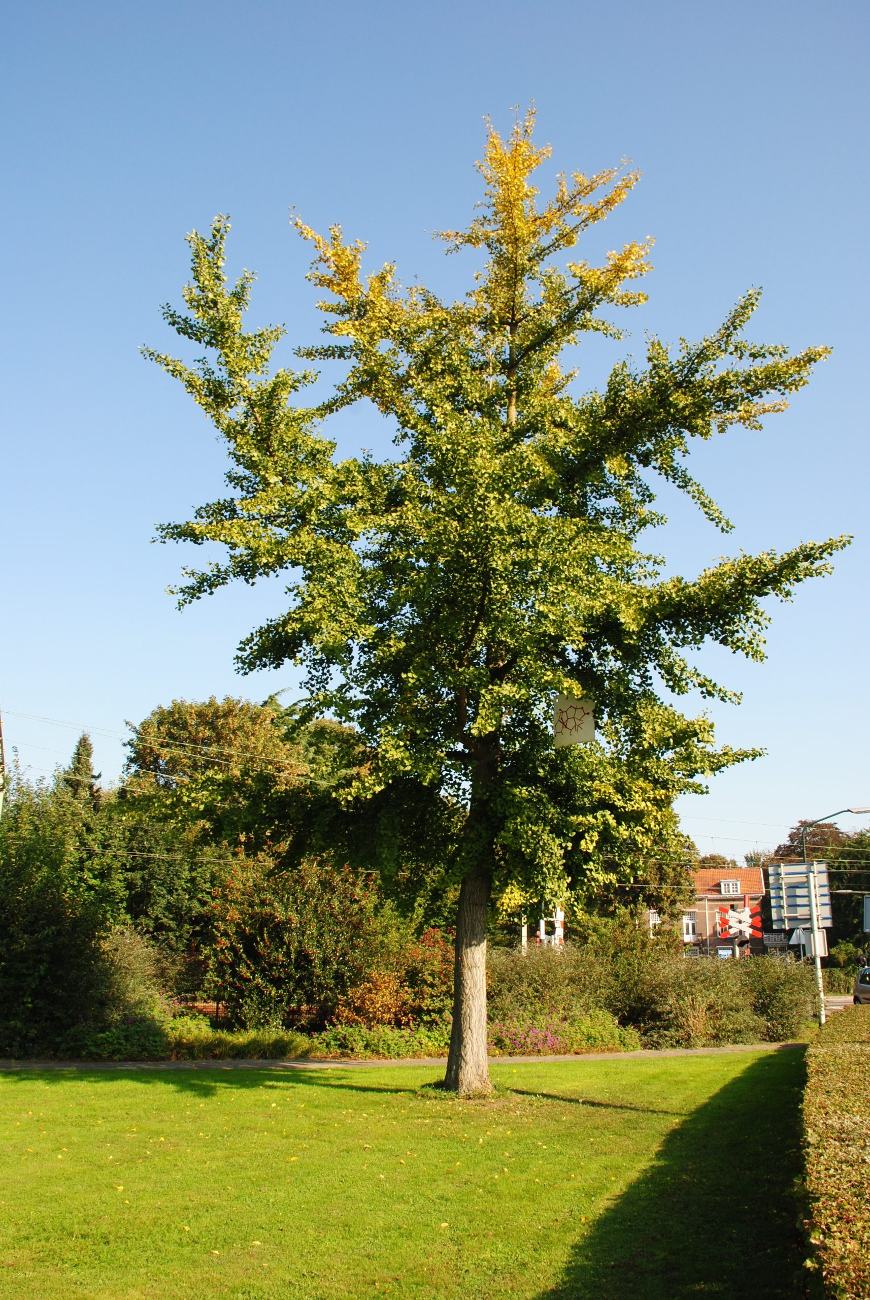 Ginkgo biloba Ginkgo biloba - Image 1