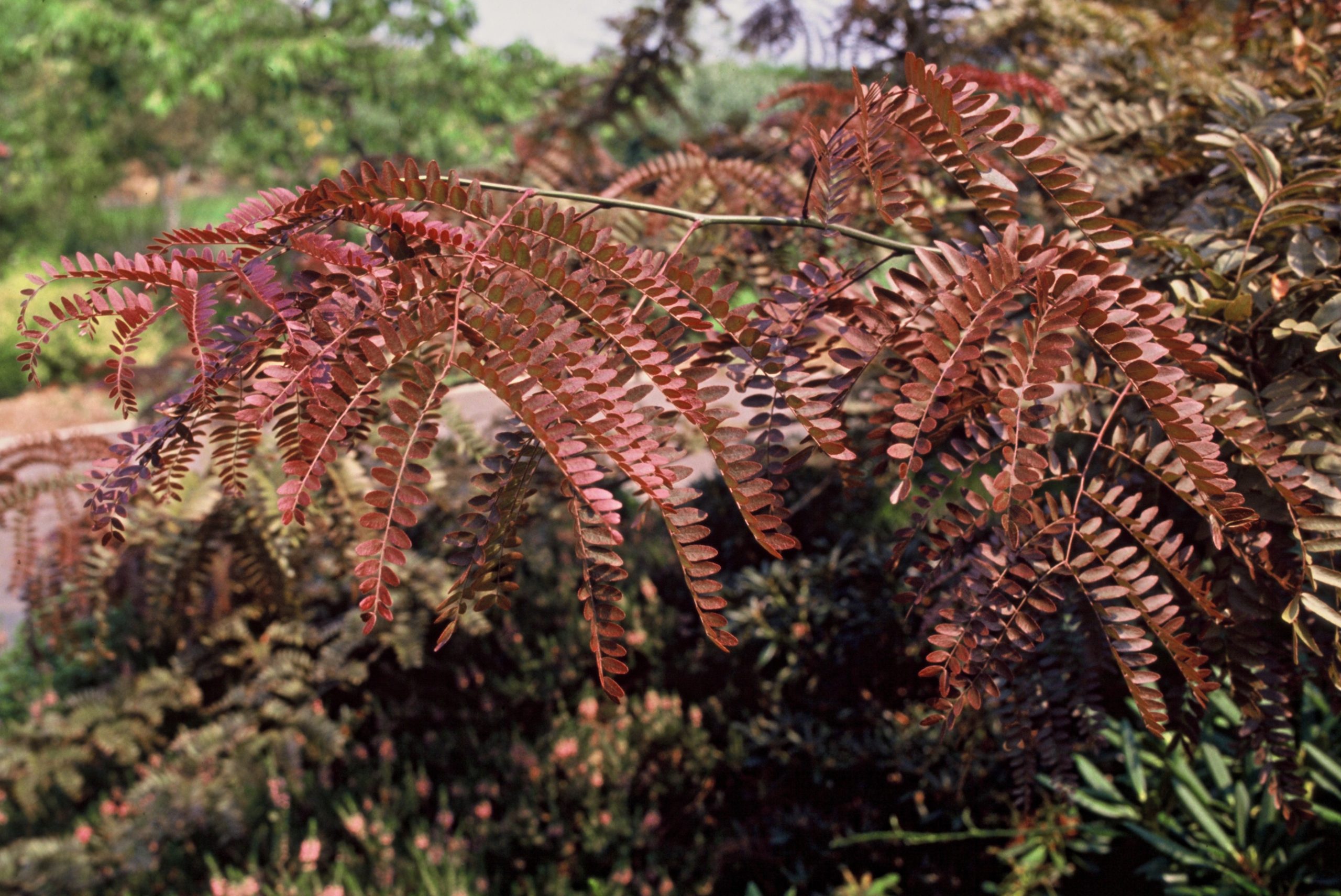 GLTRUBYL Gleditsia triac. 'Rubylace' - Afbeelding 1