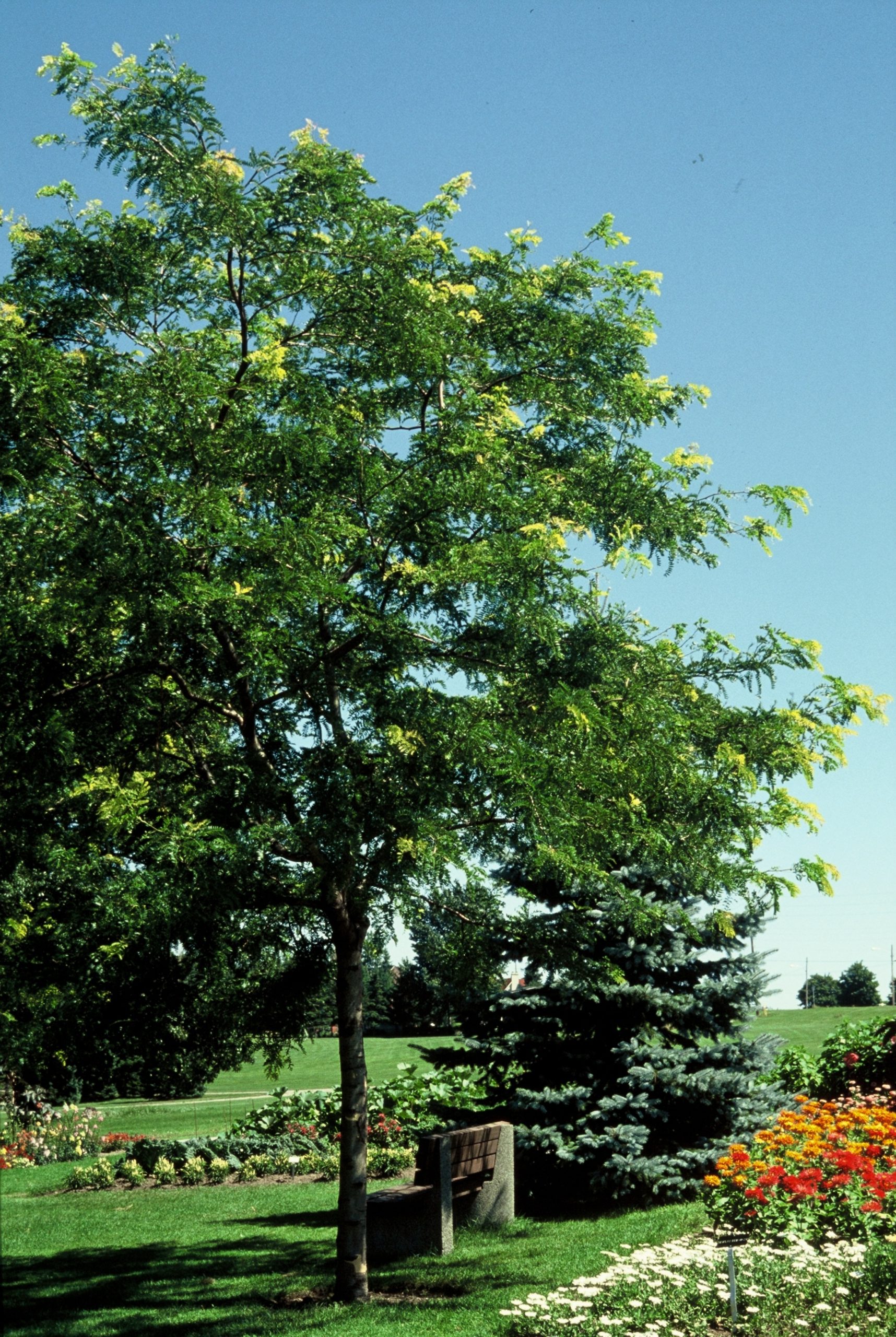 GLTSUNBU Gleditsia triac. 'Sunburst' - Afbeelding 1