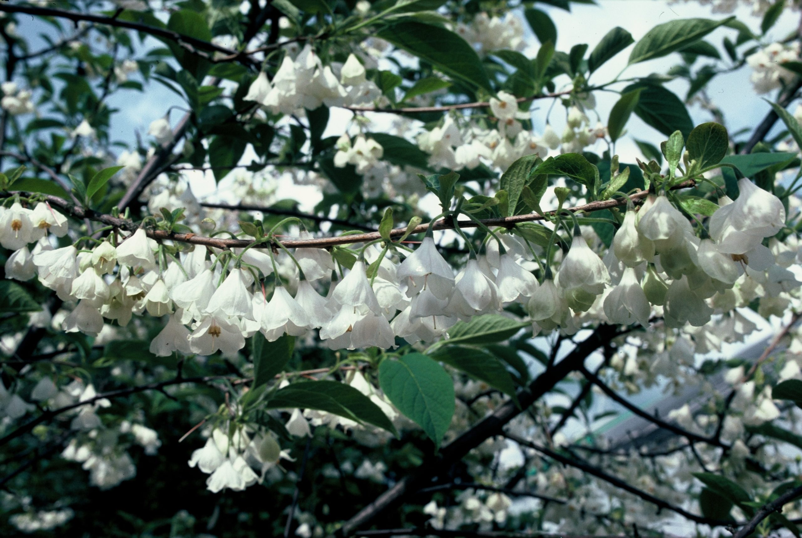 HACAROLI Halesia carolina - Image 1