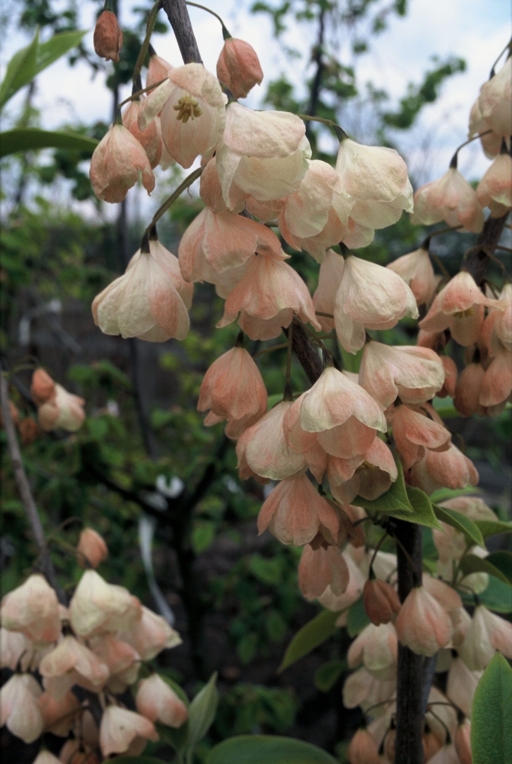 HAMONTIC Halesia monticola – Bild 1