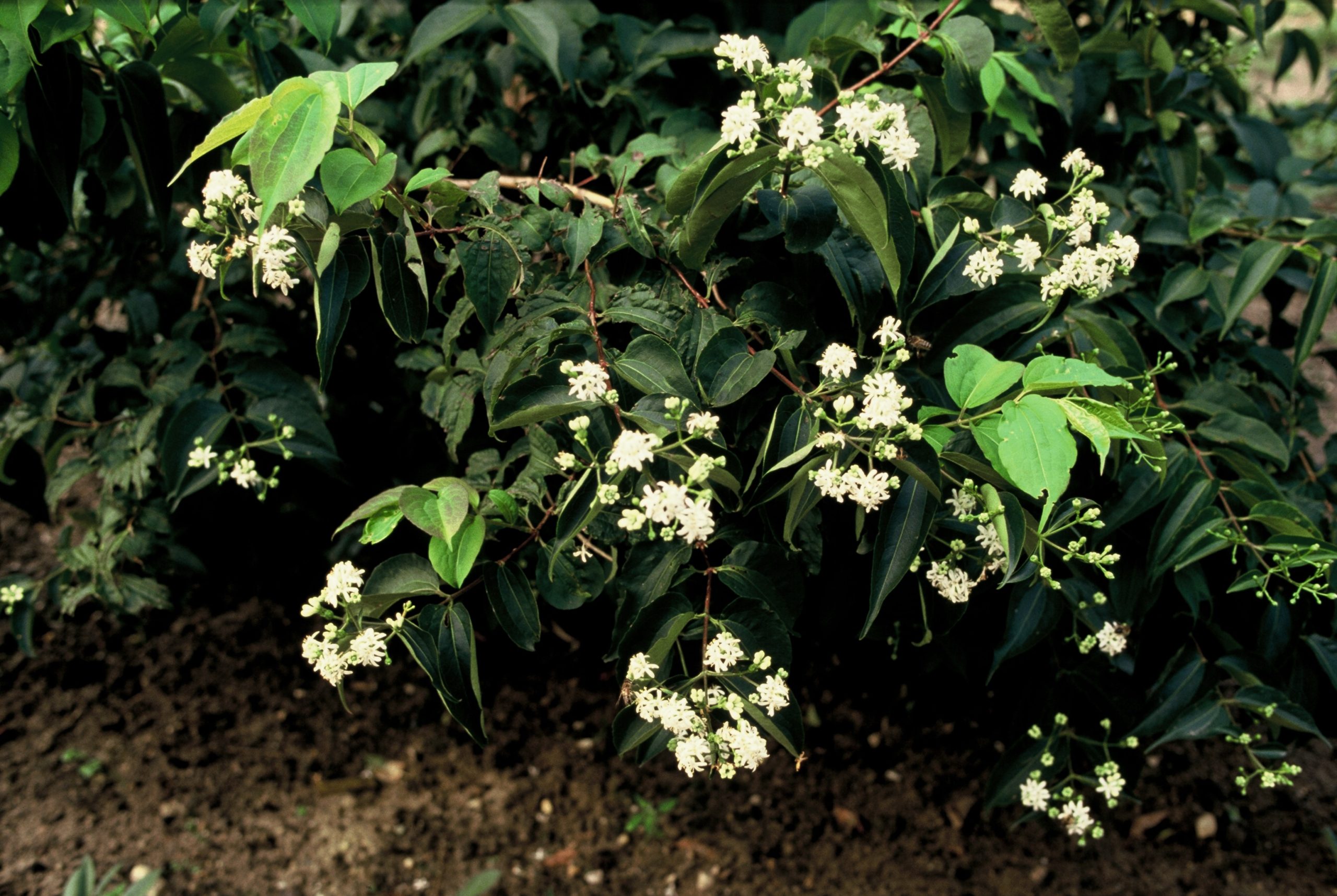 HEMICONI Heptacodium miconioides - Afbeelding 1