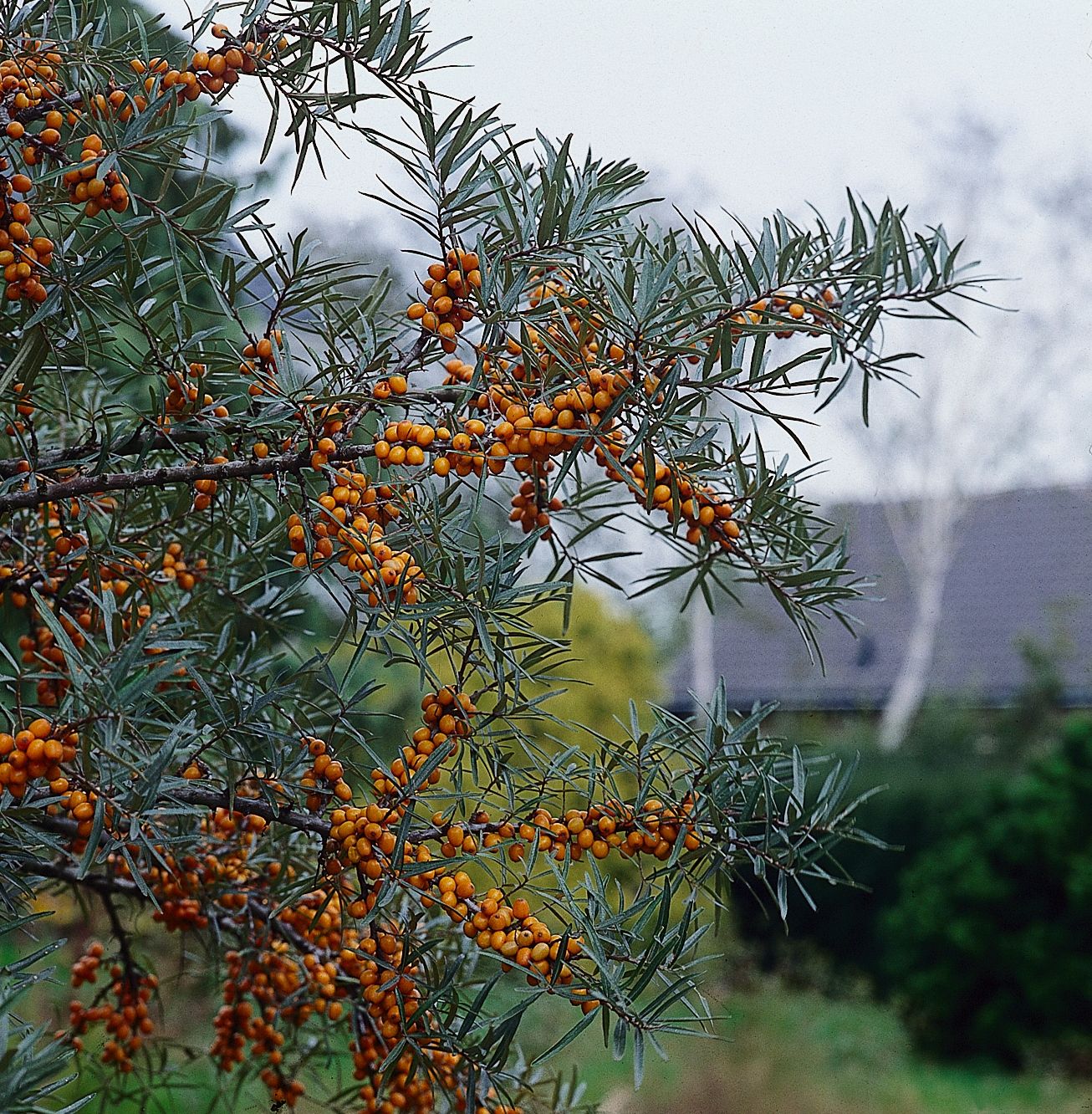 HIRHAMNO Hippophae rhamnoides – Bild 1