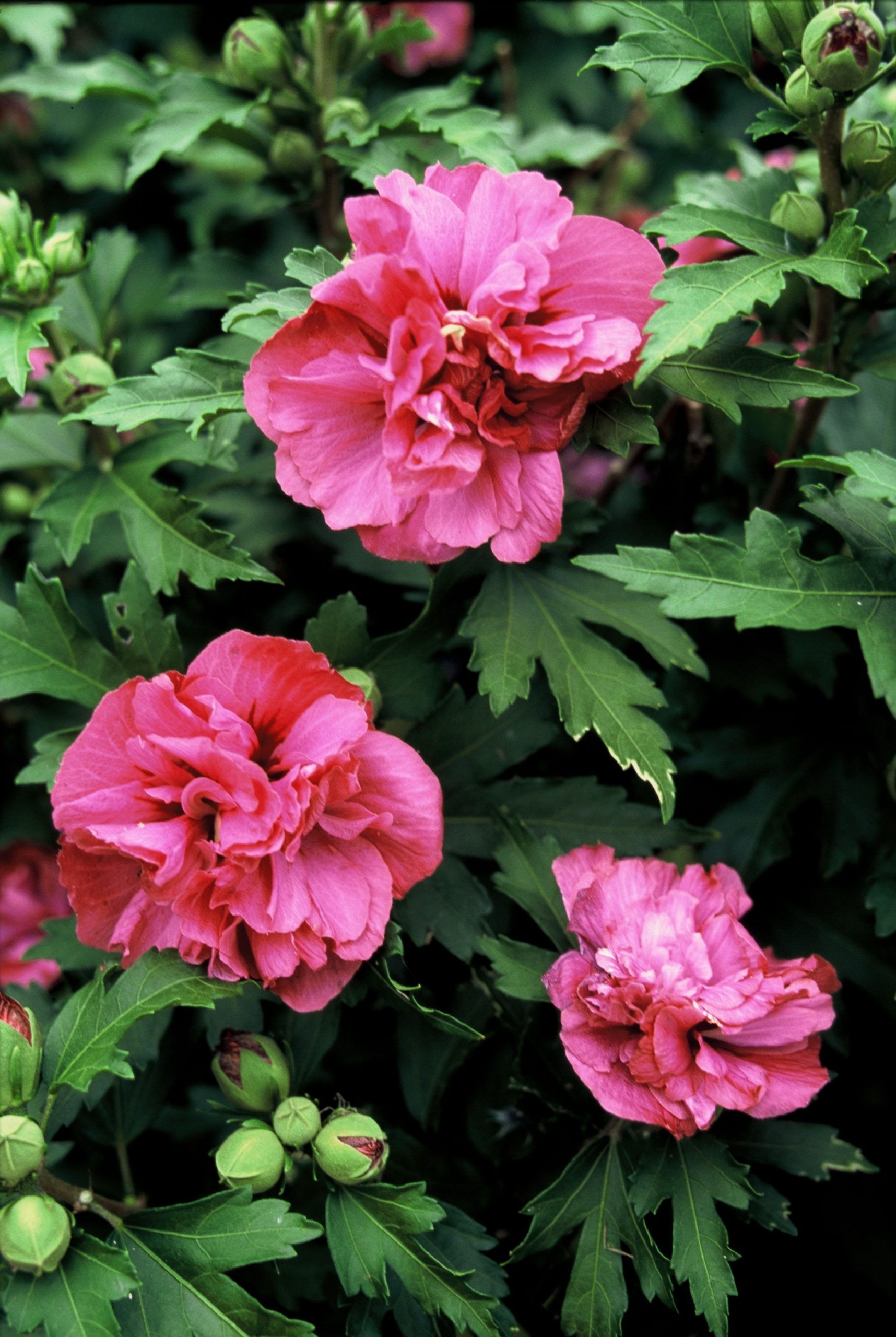 HISDBRAB Hibiscus syr. 'Duc de Brabant' – Image 1
