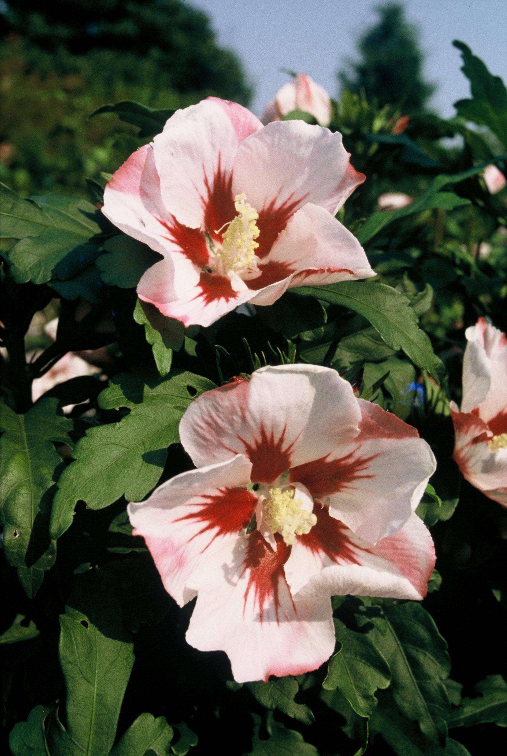 HISHAMAB Hibiscus syr. 'Hamabo' - Image 1