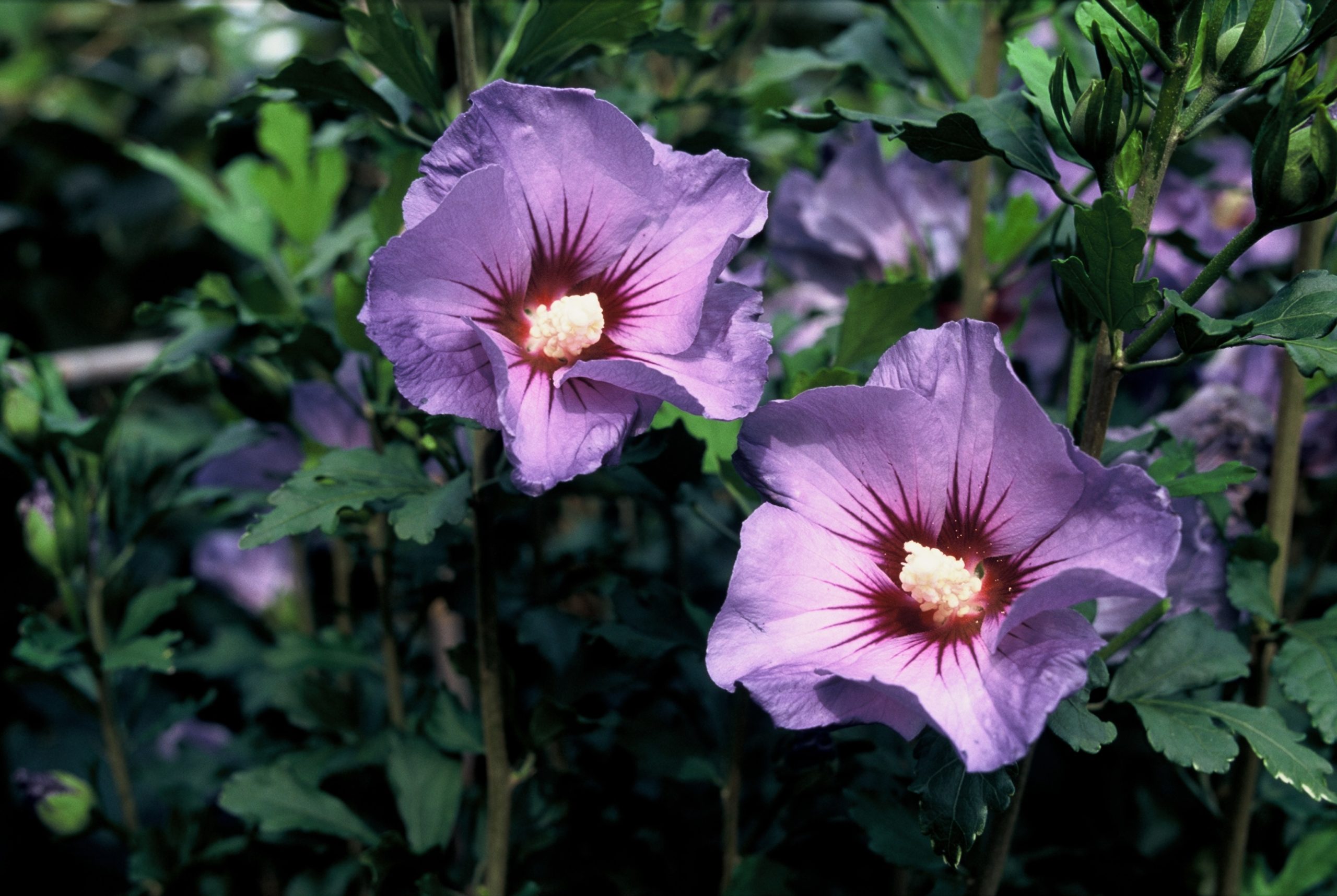 HISMARIN Hibiscus syr. 'Marina' - Afbeelding 1