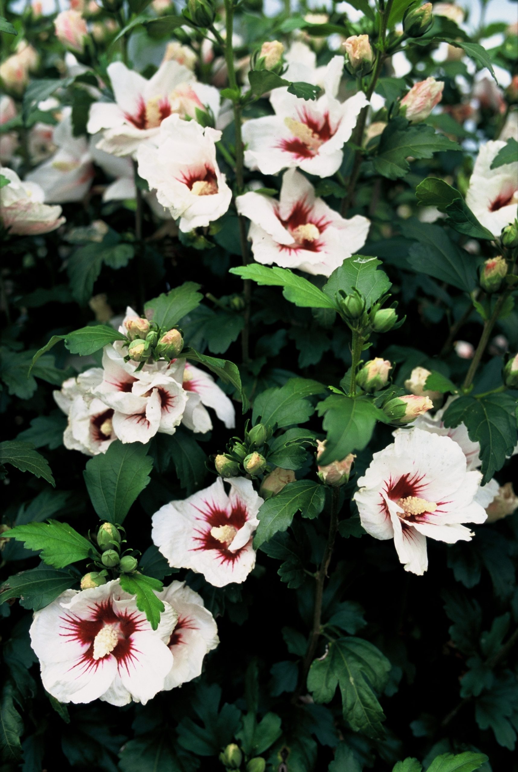 HISMONST Hibiscus syr. 'Monstrosus' – Image 1