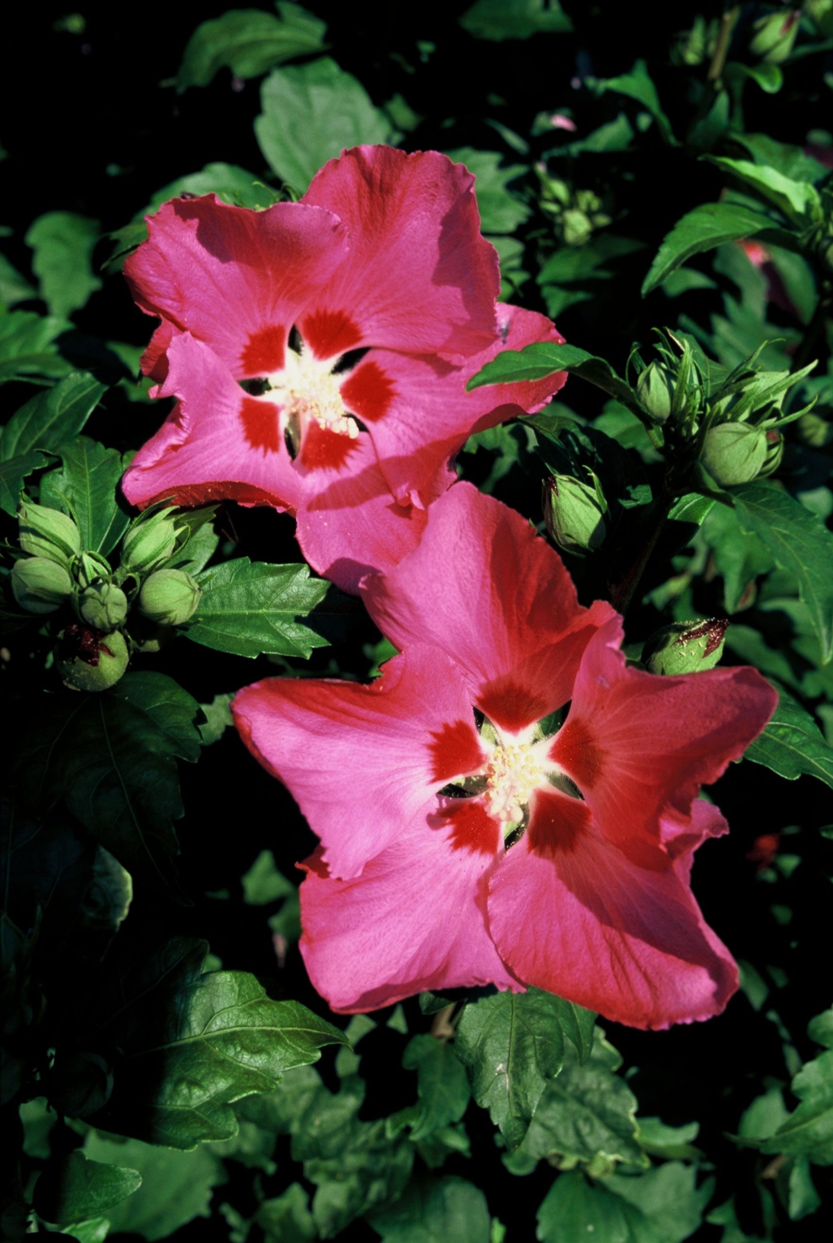 HISWOODB Hibiscus syr. 'Woodbridge' – Image 1