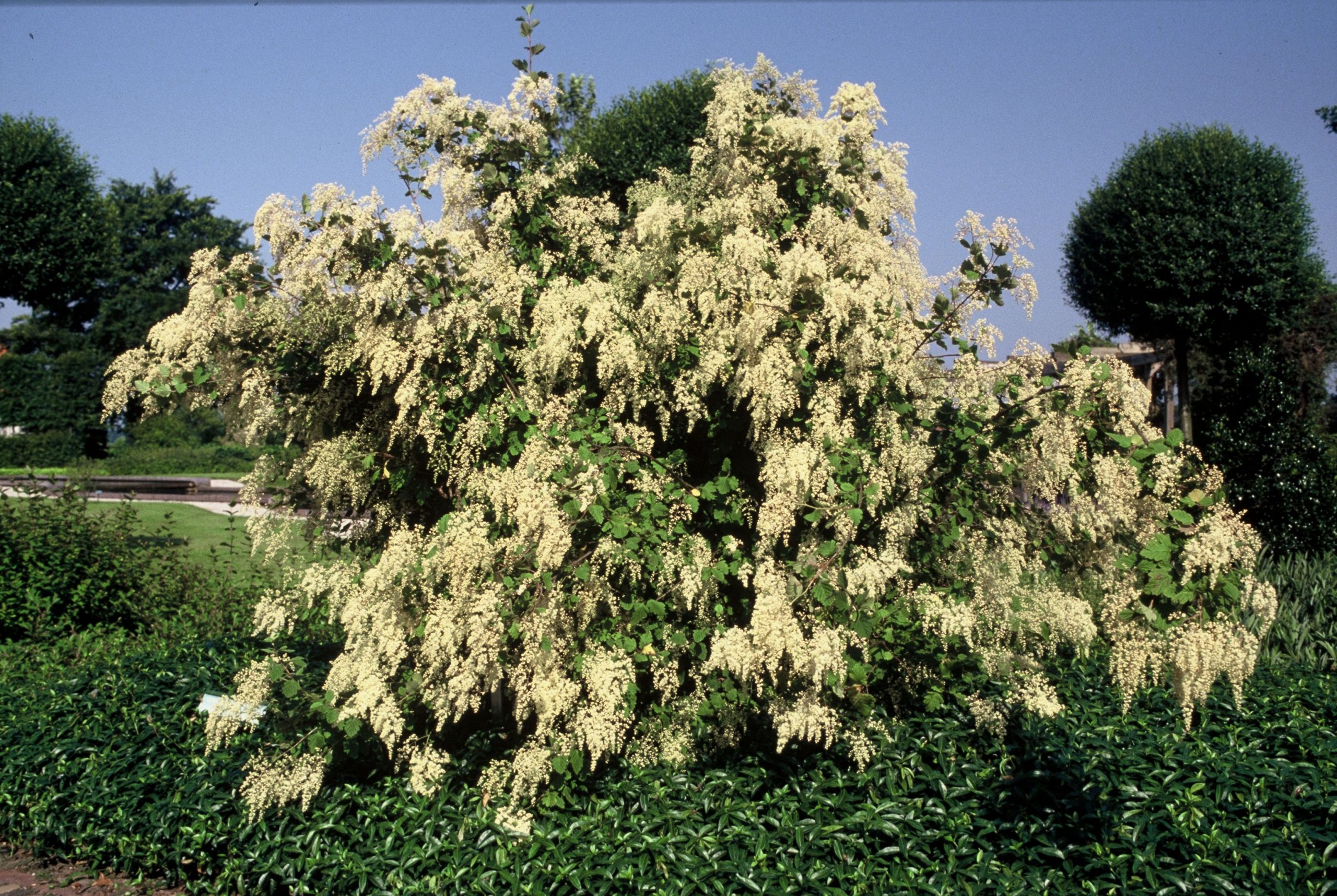 HODISCOL Holodiscus discolor - Afbeelding 1